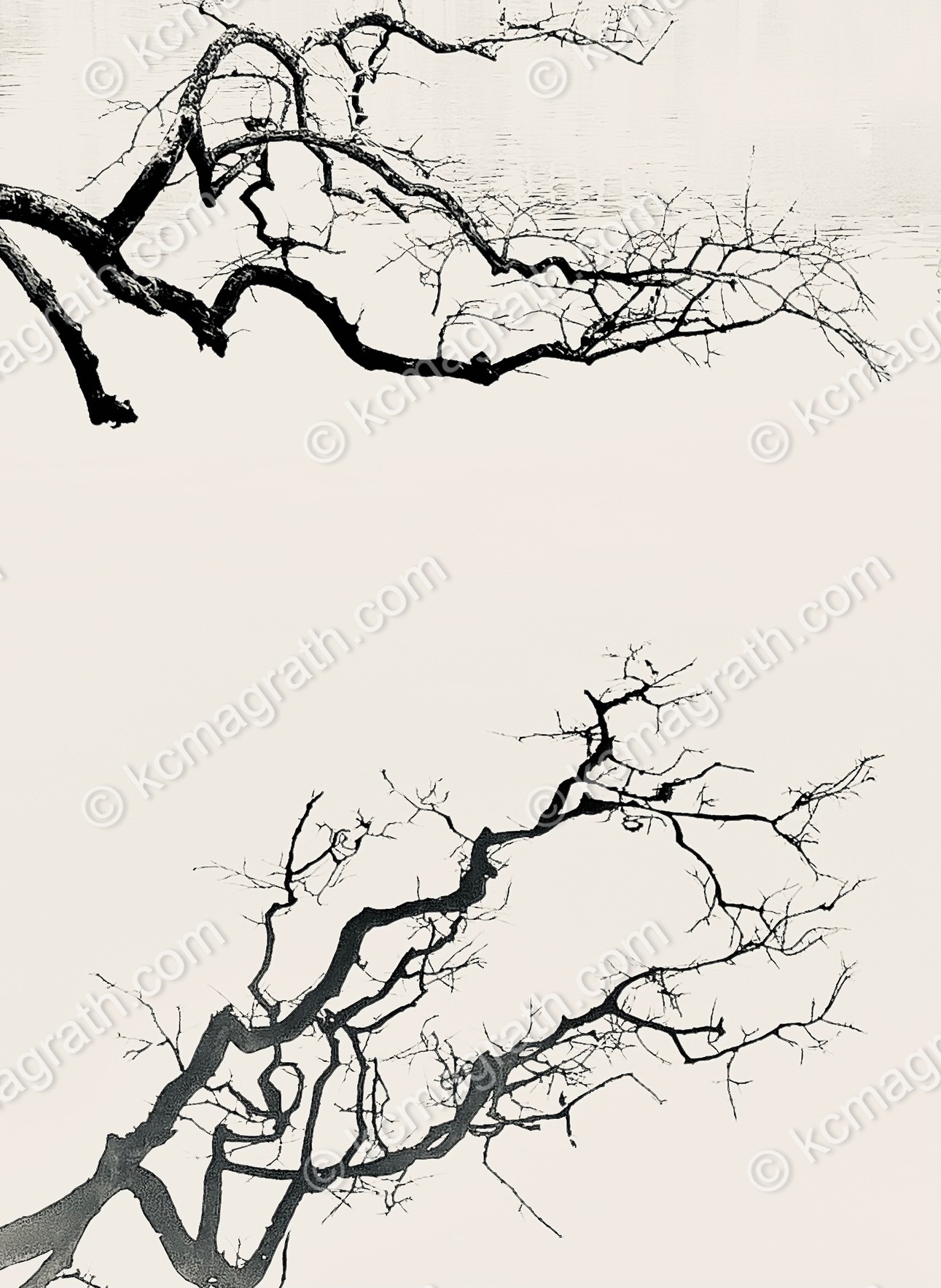 Hanoi Branch & Reflection, Abstractish, B&W, Vietnam