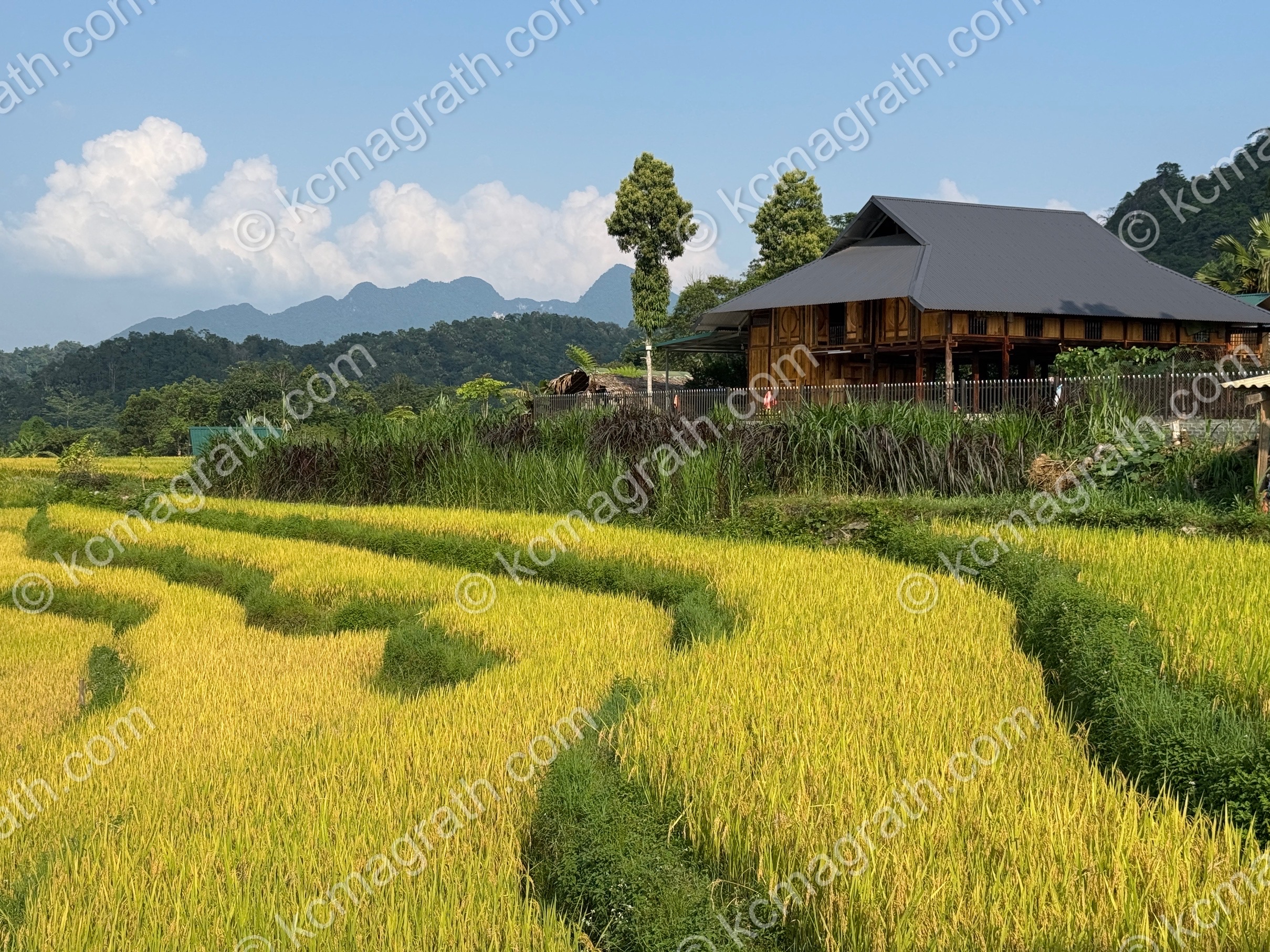 Phuong Do's Terraced Rice Paddies with Farm House and Mountains, Vietnam