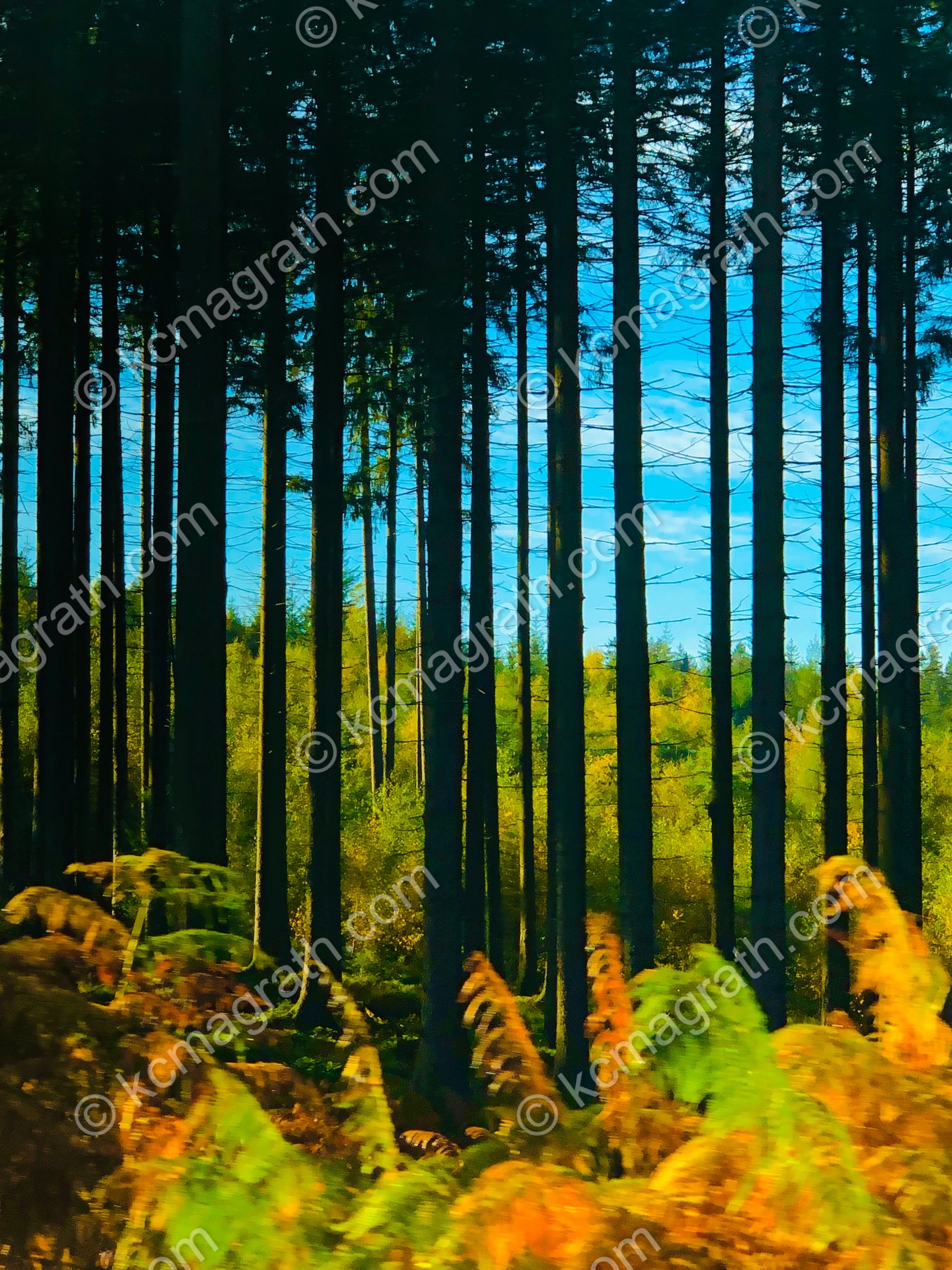 Roetgen's Pine Forest Silhouette Against Fall Colors, Germany