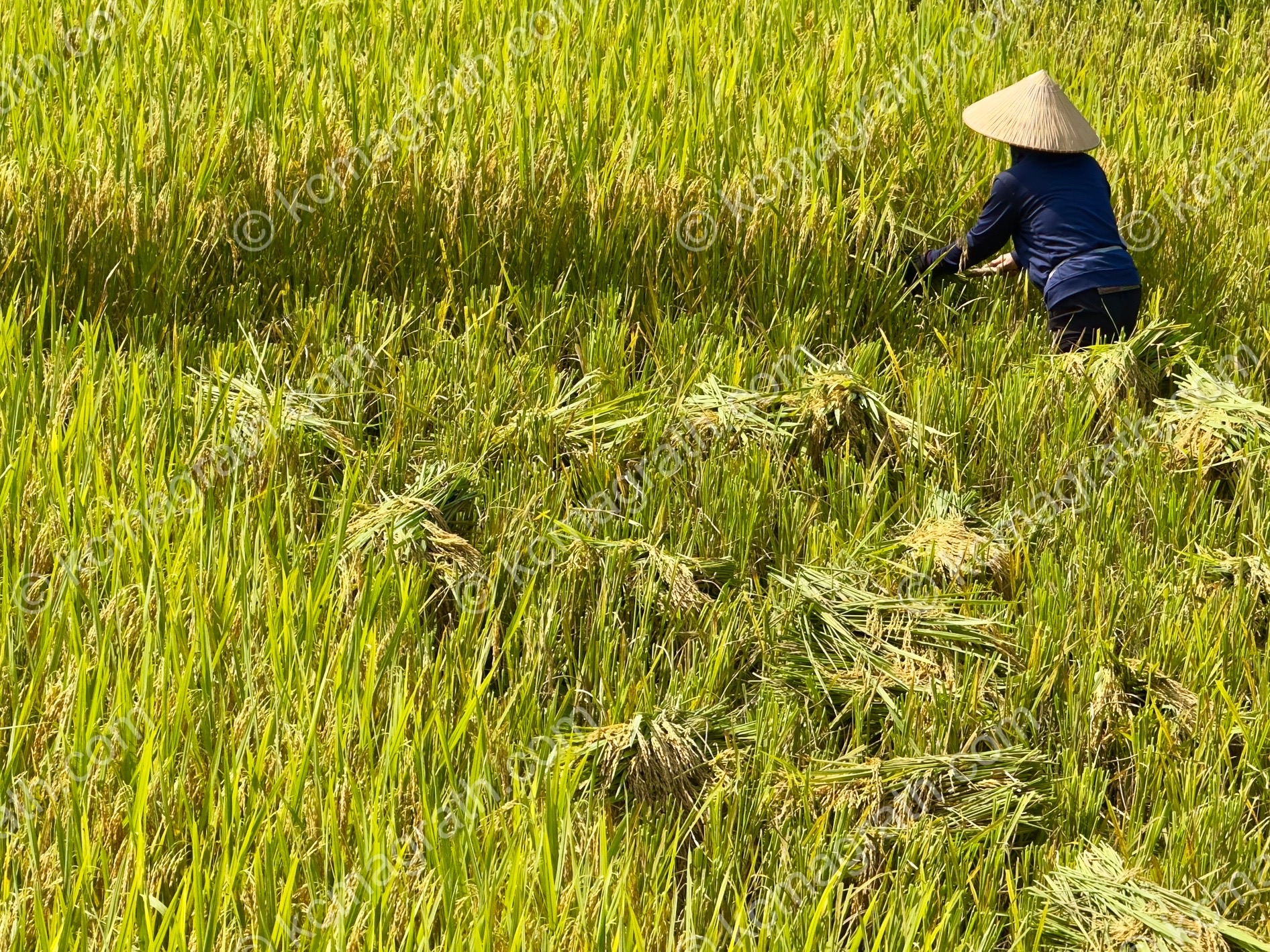 Phuong Do's Rice Paddies with One Worker, Vietnam