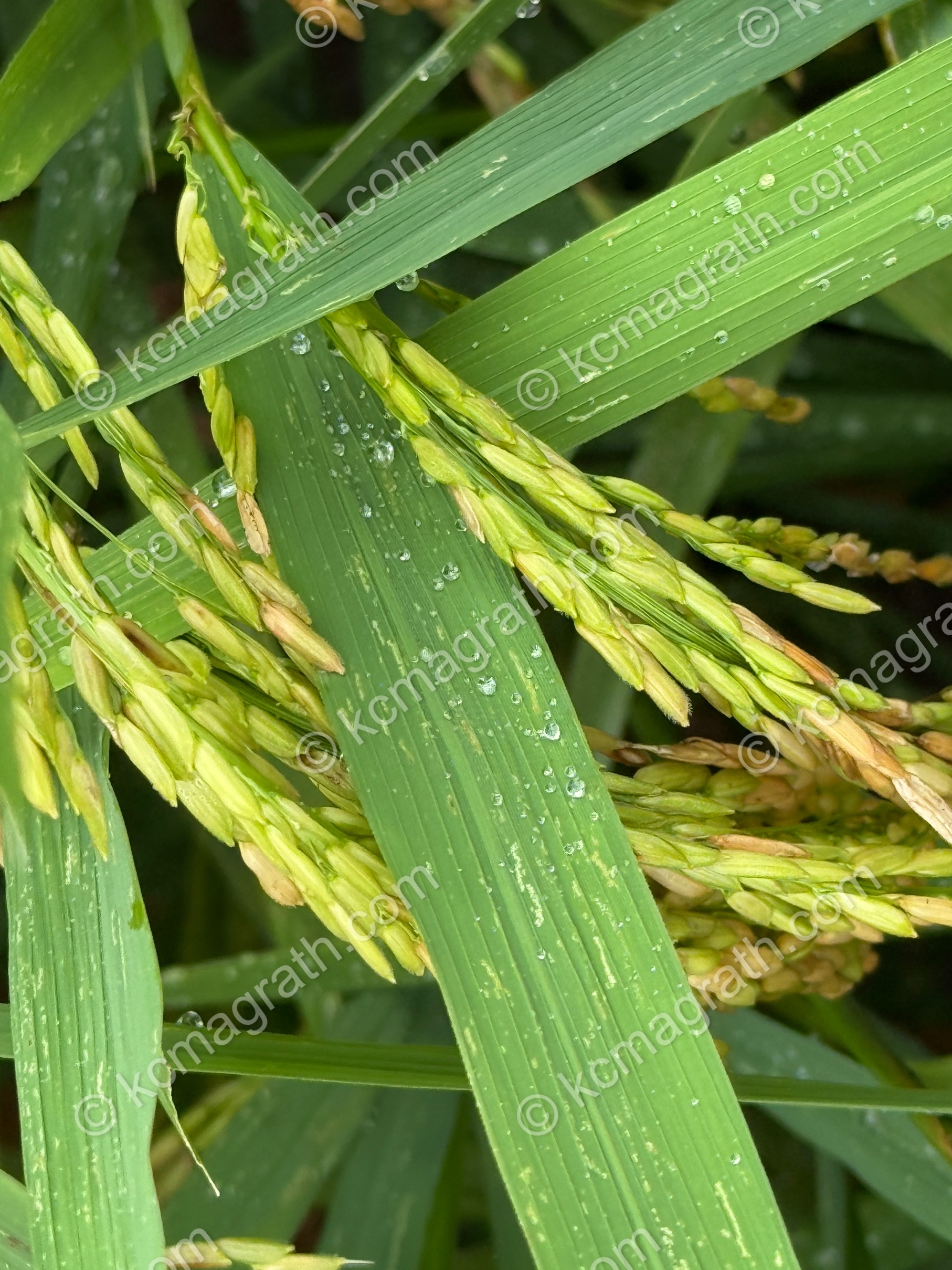 Grains of Rice on Plants in Paddies, Vietnam
