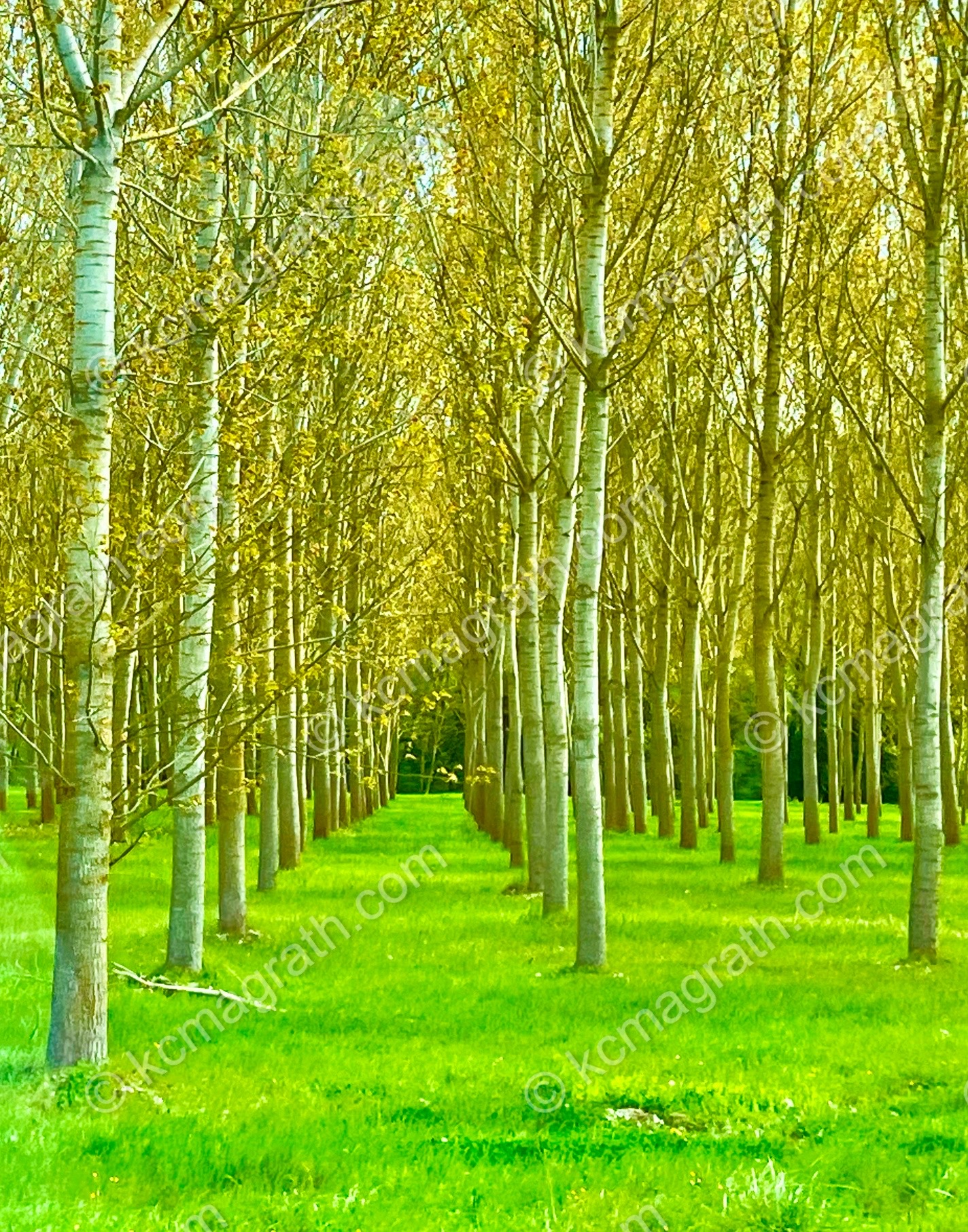 Bucine's Golden Poplar Forest, Italy