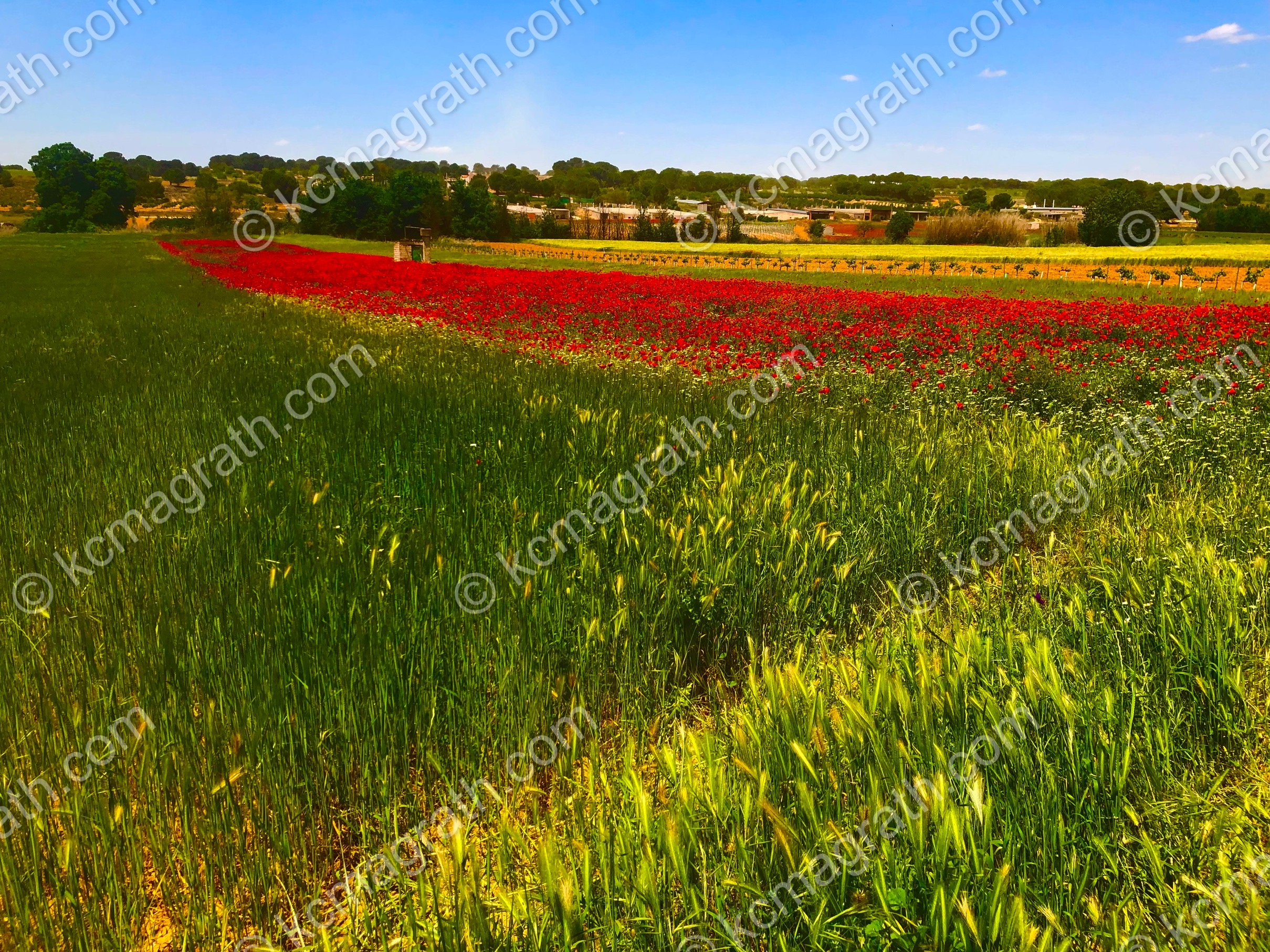 Villanueva de la Jara's Red Poppy Field in Beautiful Afternoon Sunlight, Spain