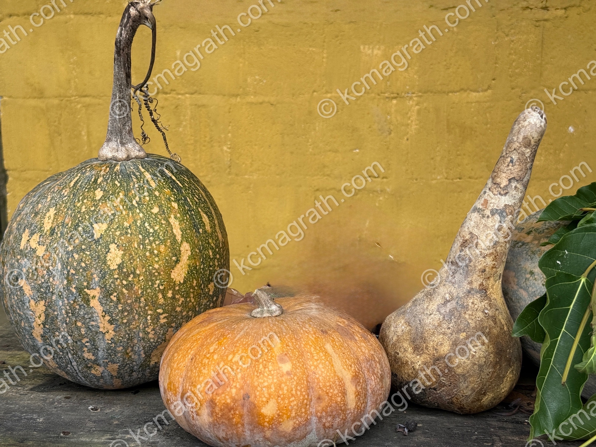 Dong Van's Gourds Against Mustard Wall, Vietnam