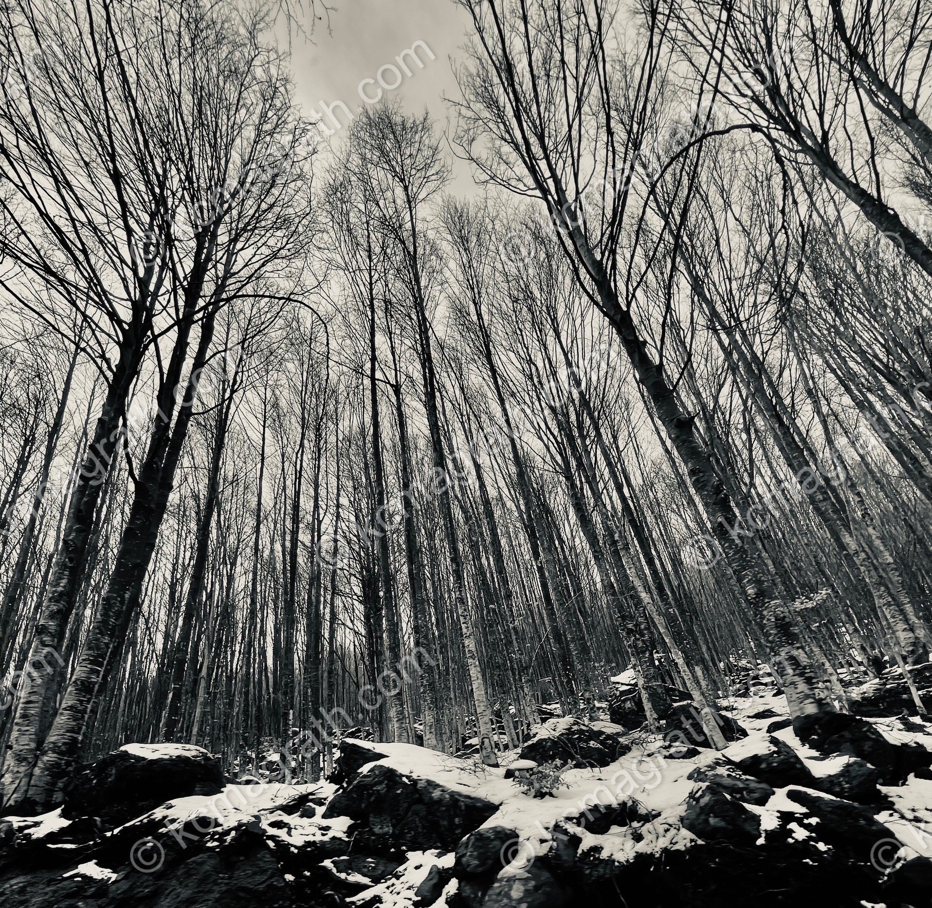 Tuscany's Monte Amiata Forest & Boulders in Winter, B&W, Italy