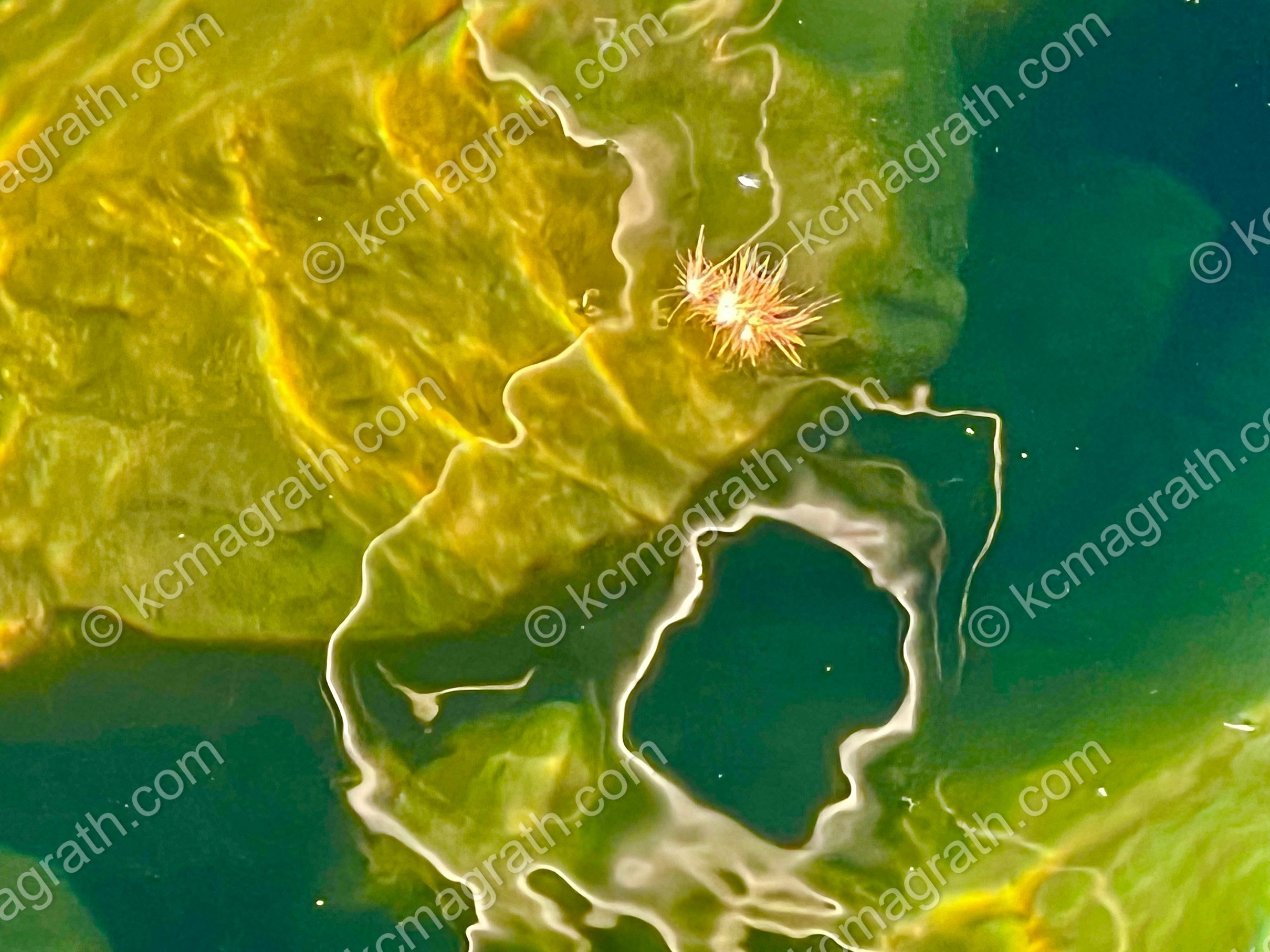 Didim's Light Play on Water 2, Abstract, Turkiye