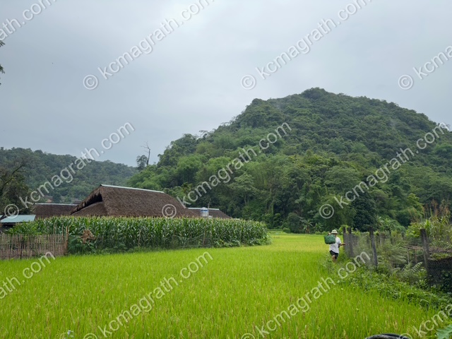 Phuong Do's Rice Paddies with Worker, Vietnam