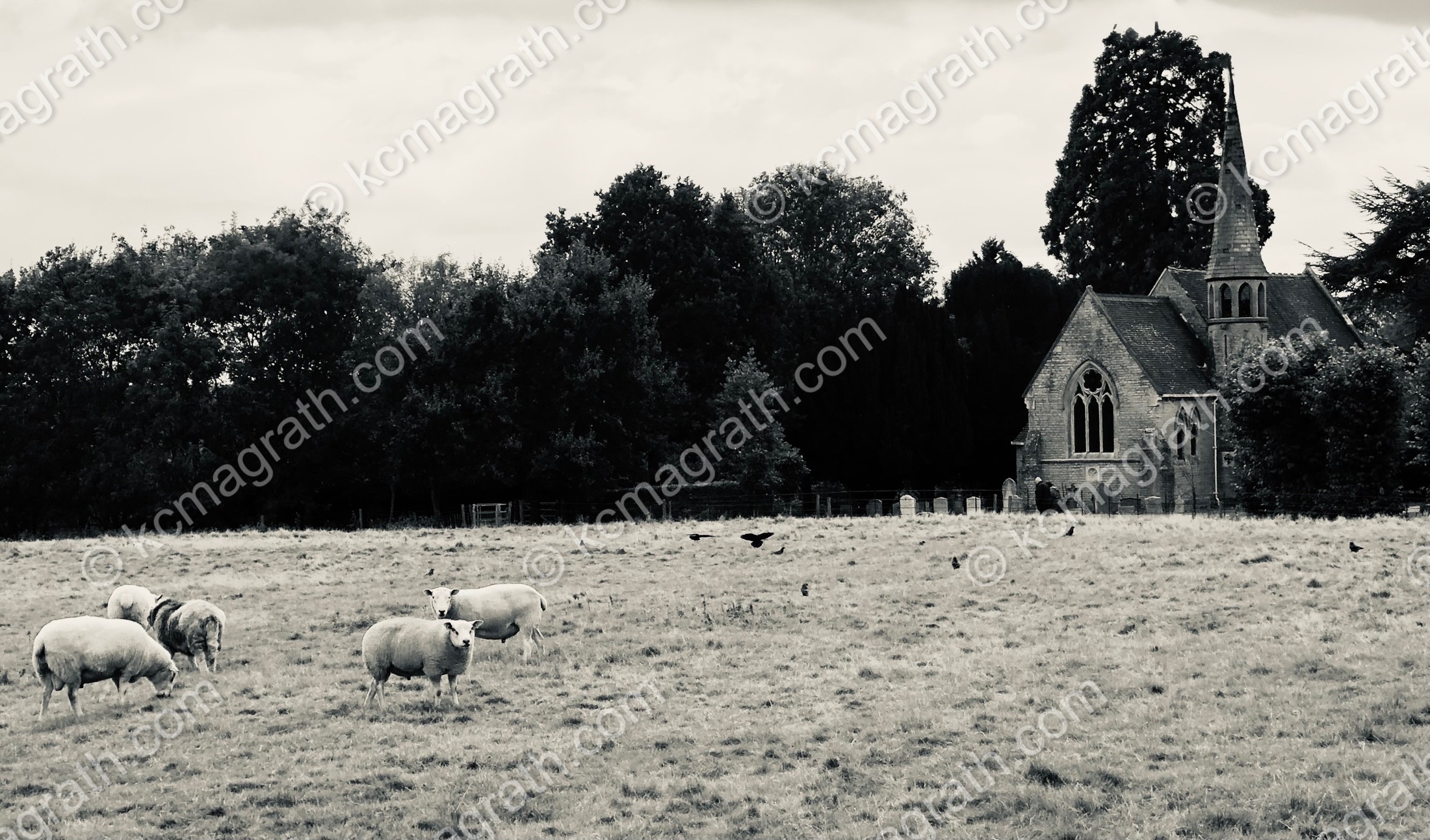 Stratford-Upon-Avon's Luddington Sheep at All Saints Church, B&W, UK