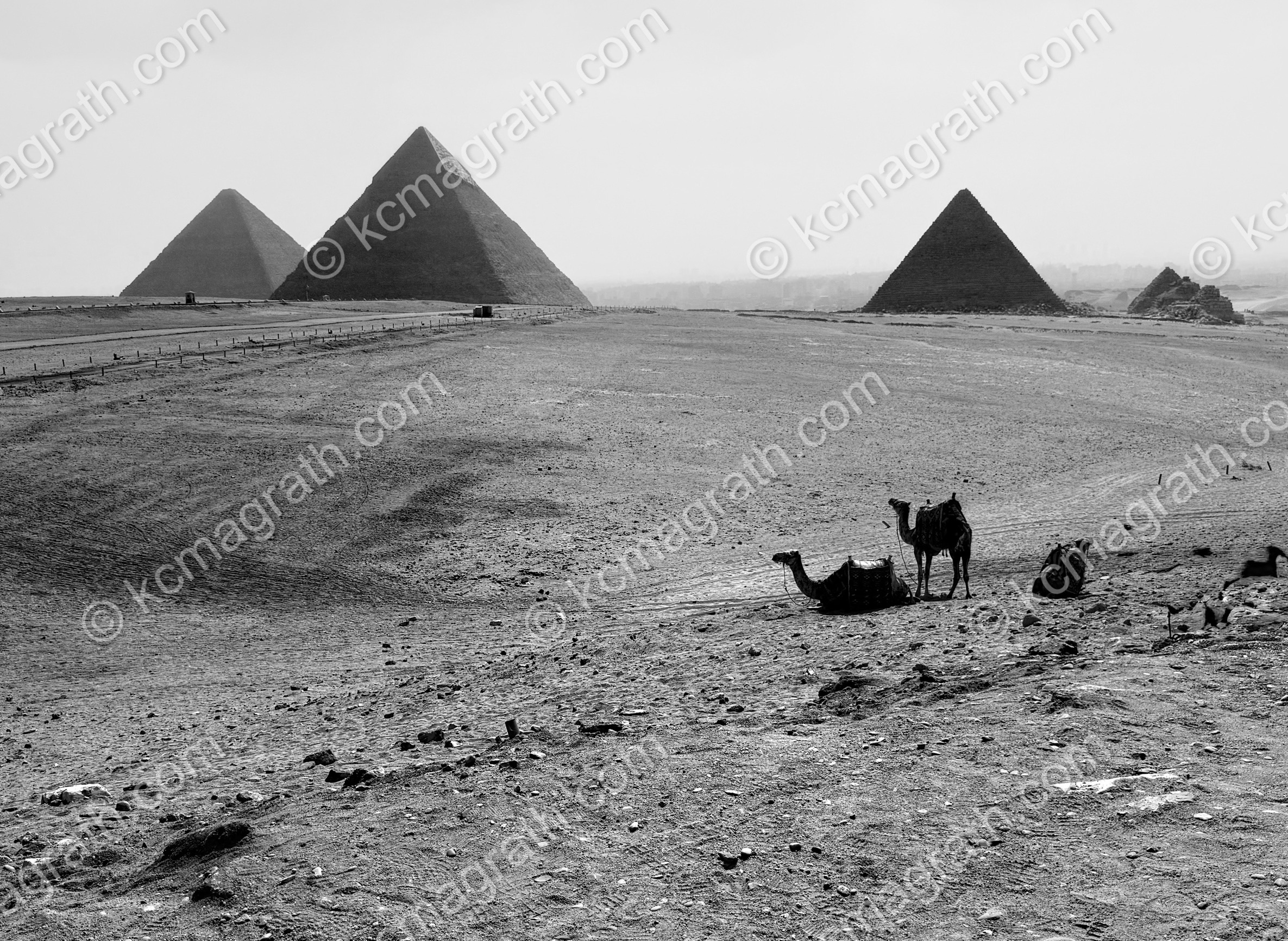 GIza's Pyramid Complex With Camels, B&W, Egypt