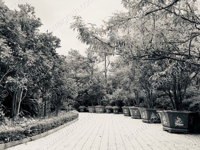 Sa Pa's Fansipan O Quy Ho Manicured Walk, B&W, Vietnam