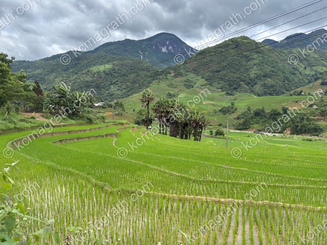 Sa Pa's Lien Minh Terraced Rice Paddies, Vietnam