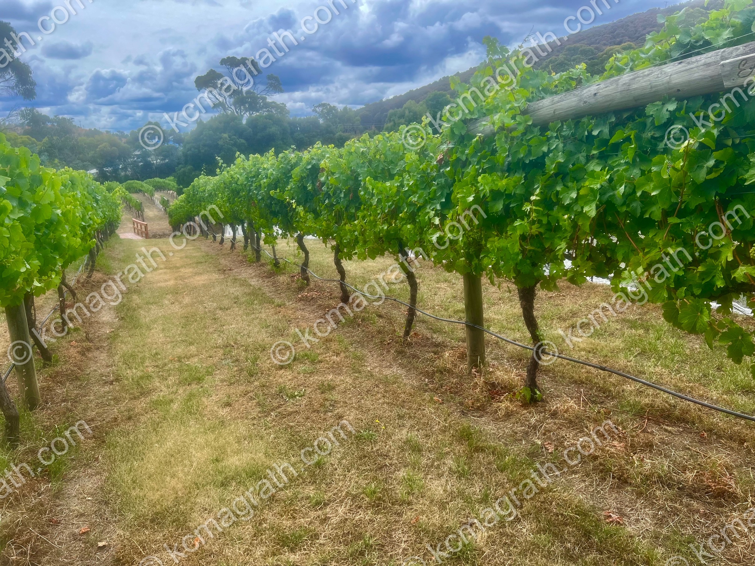 Richmond's Every Man & His Dog Vinyard, Tasmania, Australia
