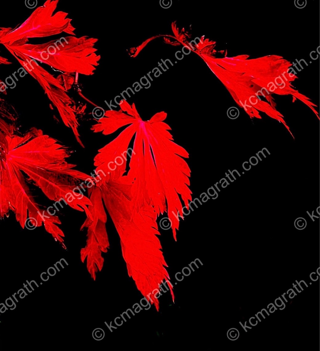 Red leaves on black background