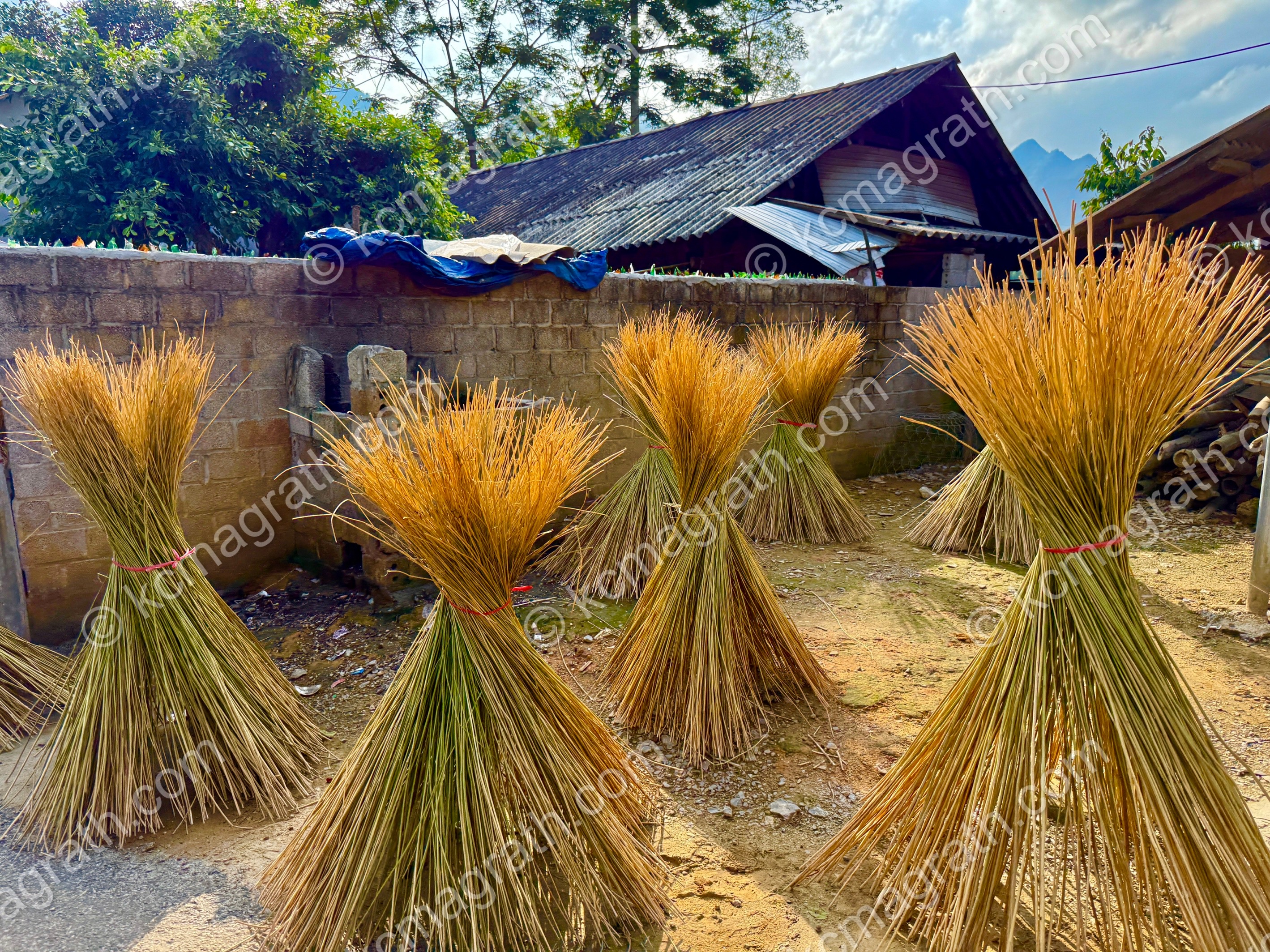 Quan Ba Lung Tam's Weaving Village Hemp Crop, Vietnam