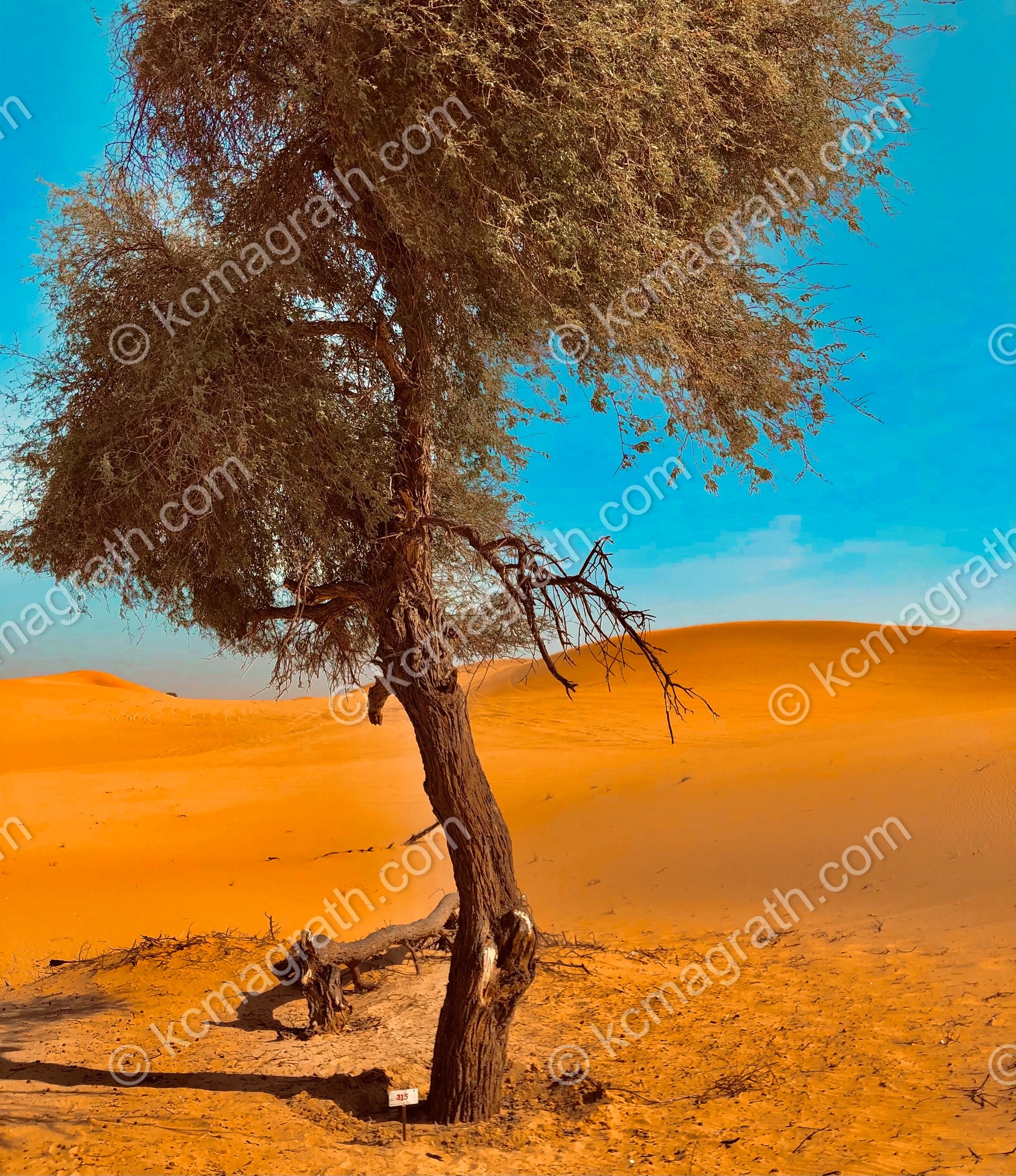 Abu Dhabi's Dihan Desert With Lone Ghaf Tree, UAE