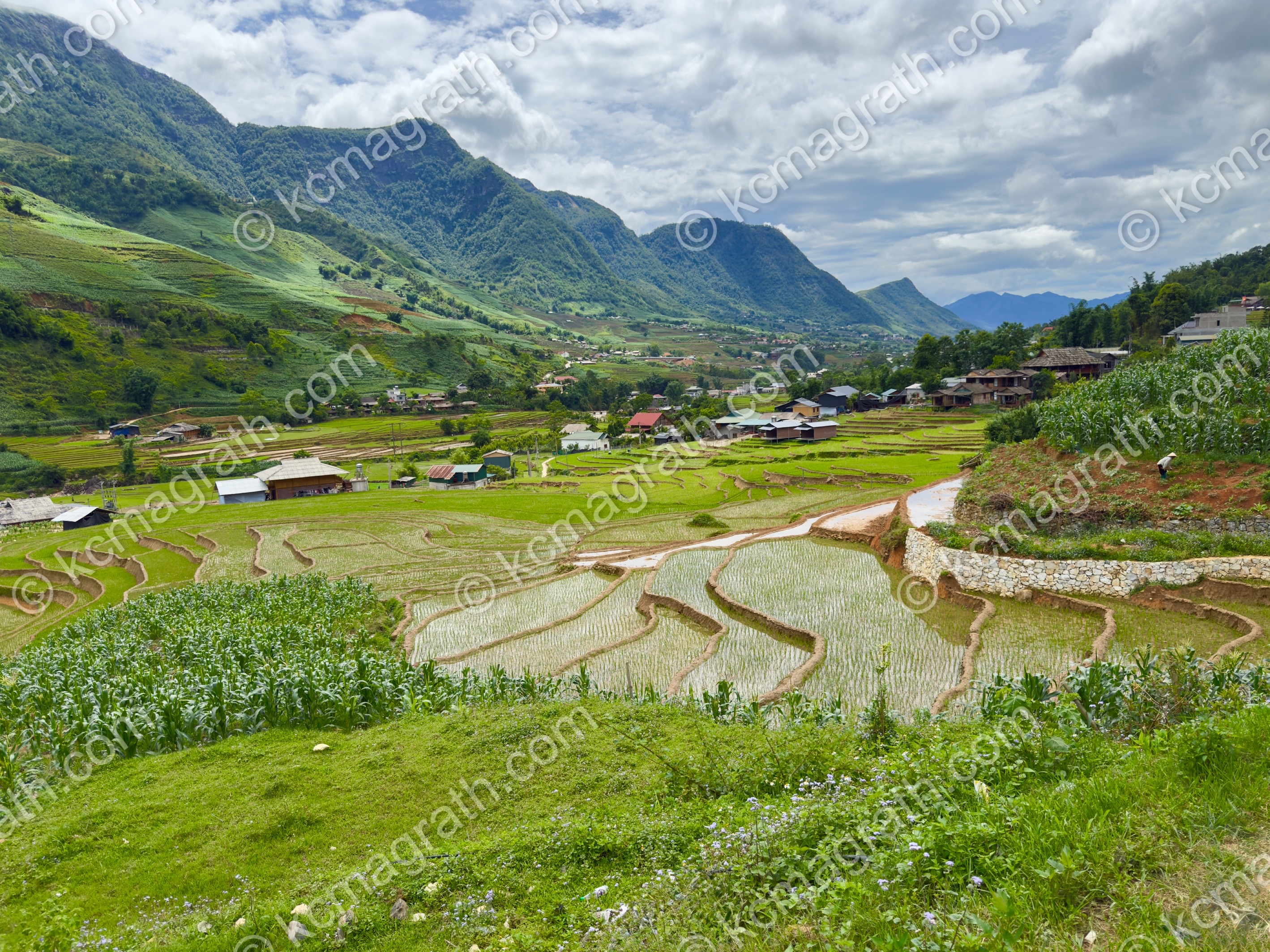 Sa Pa's Hoang Lien Terraced Rice Paddies with Mountains and Farm Houses, Vietnam