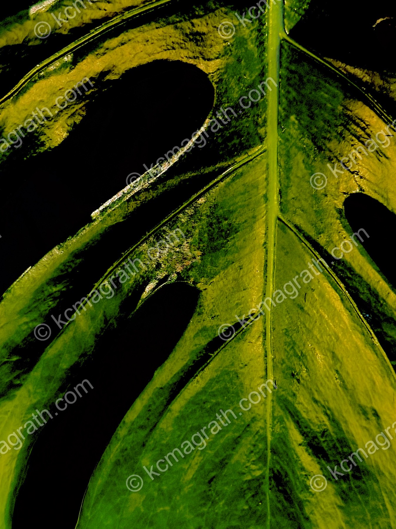 Green leaf, Dubai, UAE