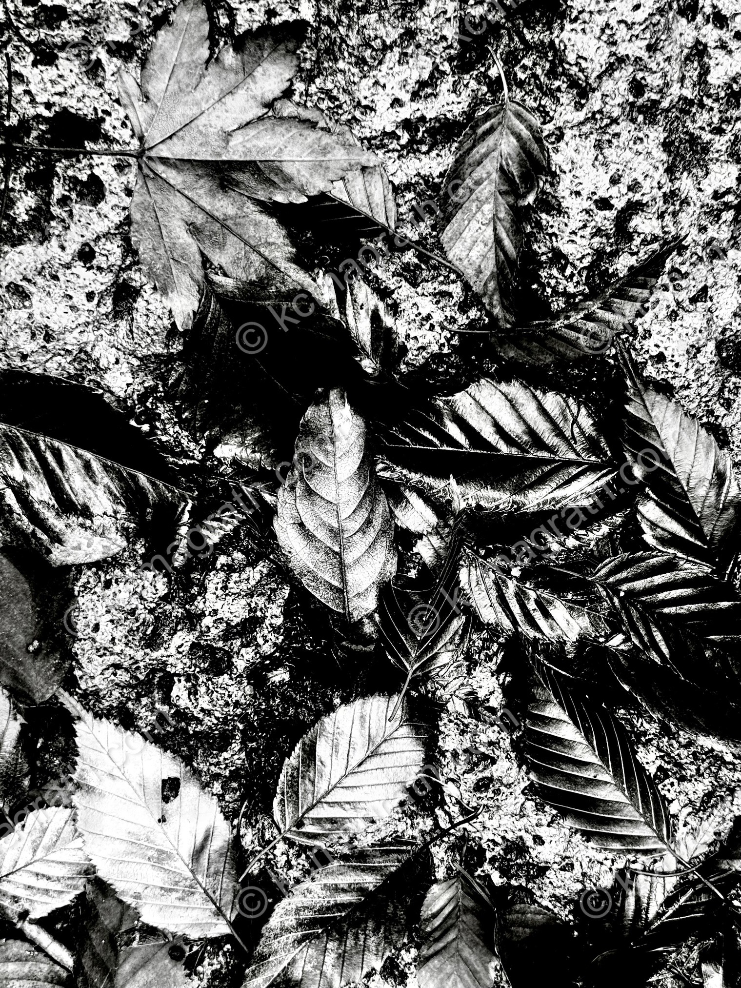 Shiny Leaves, Natadera Temple, Komatsu City, Ishikawa, Japan