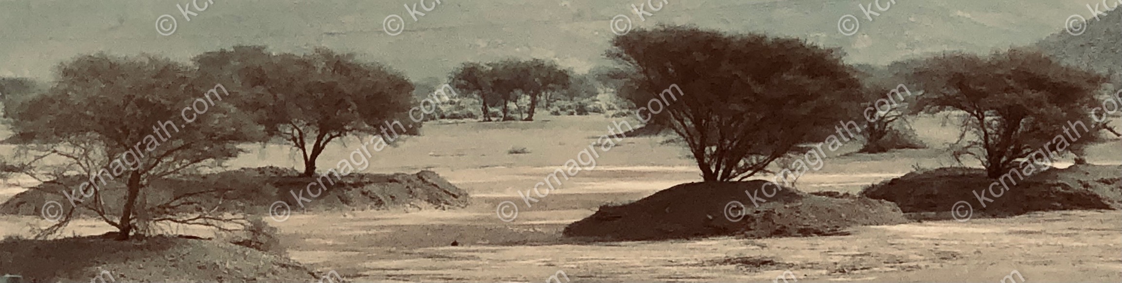 Al Batinah's Desert Dunes With Trees, Oman