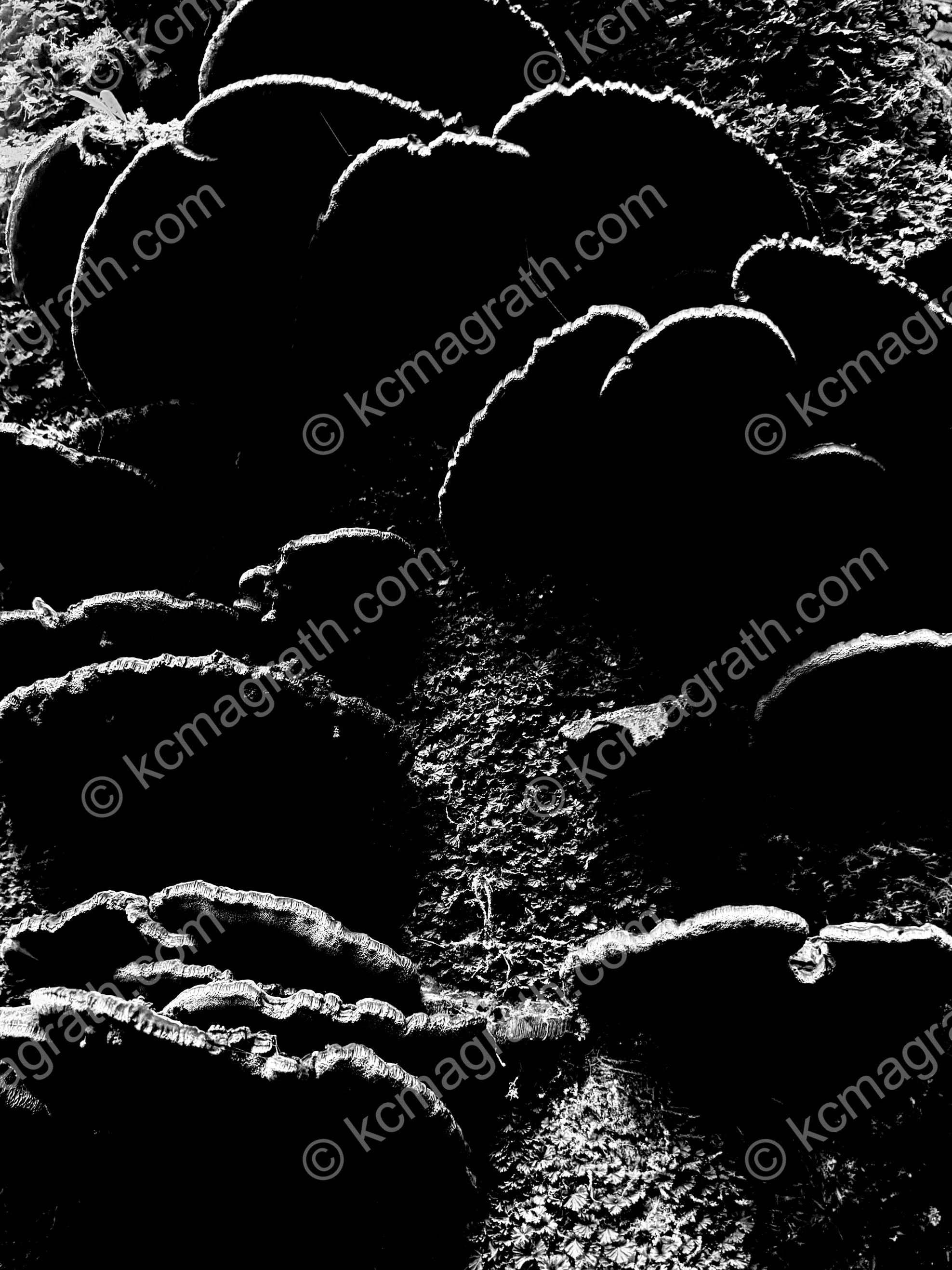 Mushrooms on a tree, Kaga Yamanaka Onsen Shimo Tanimachi, Japan