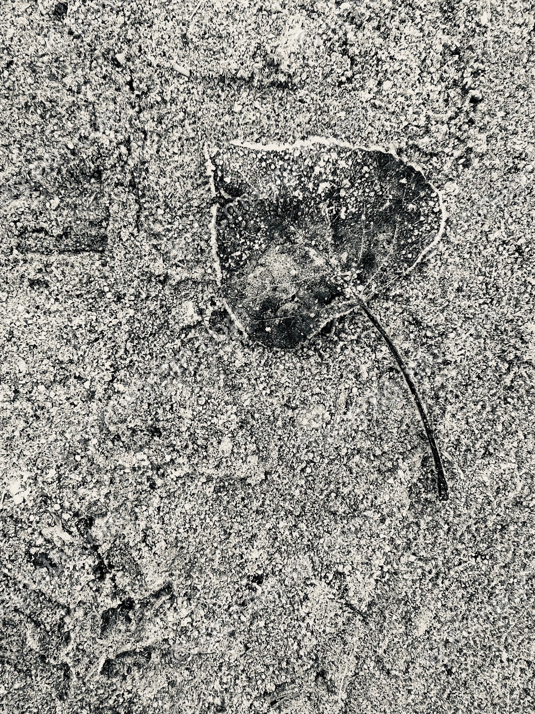 Kapadokya's Winter Calligraphy 2, Still Life, B&W, Turkiye