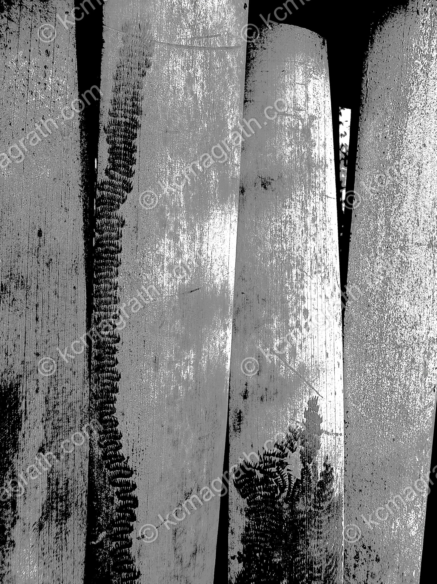 Lacy lichen remnants on bamboo fencing, Tenryu - ji Temple, Kyoto, Japan