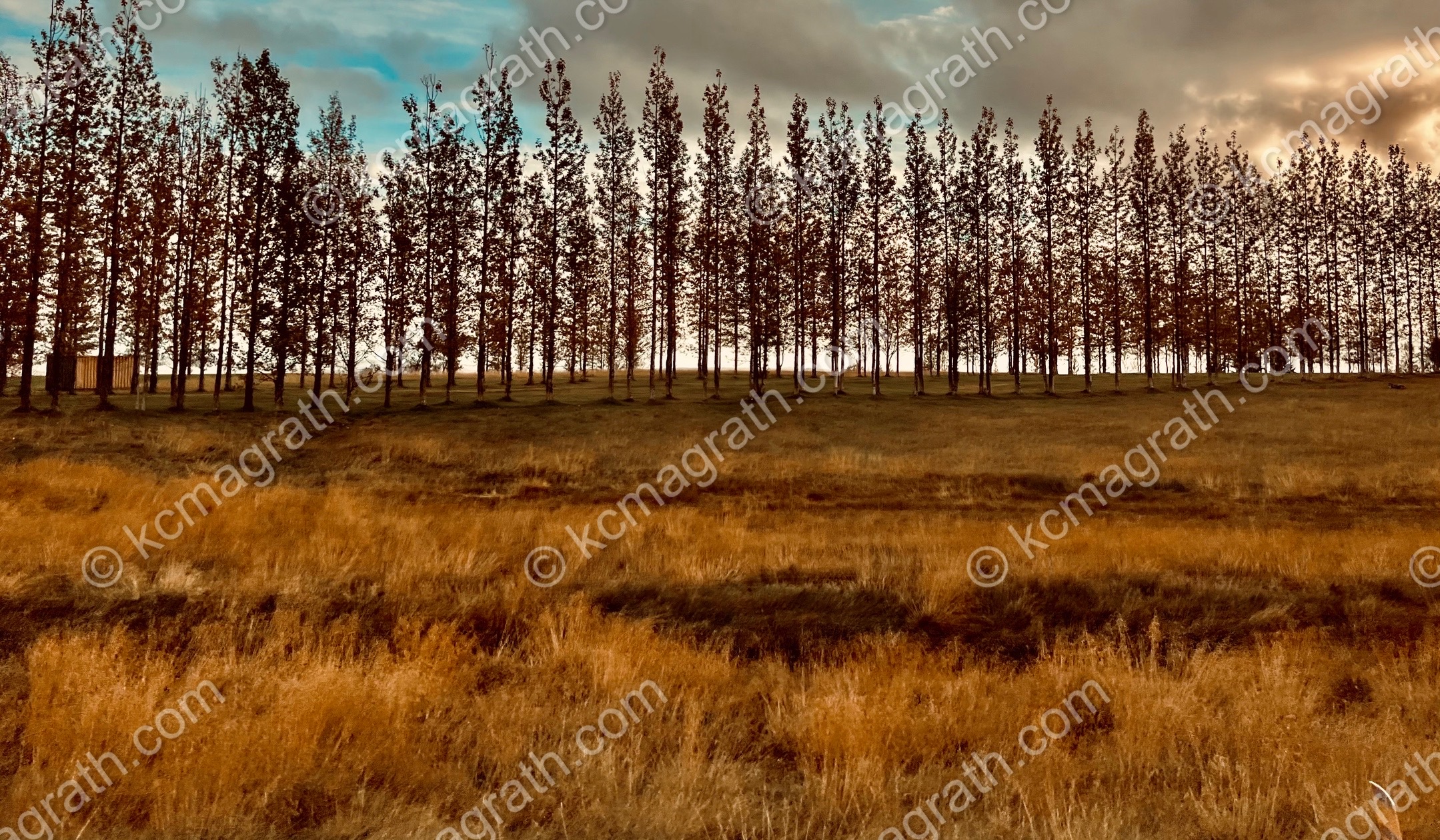 Autumnal Tree Line, Blaskogabyggo, Iceland