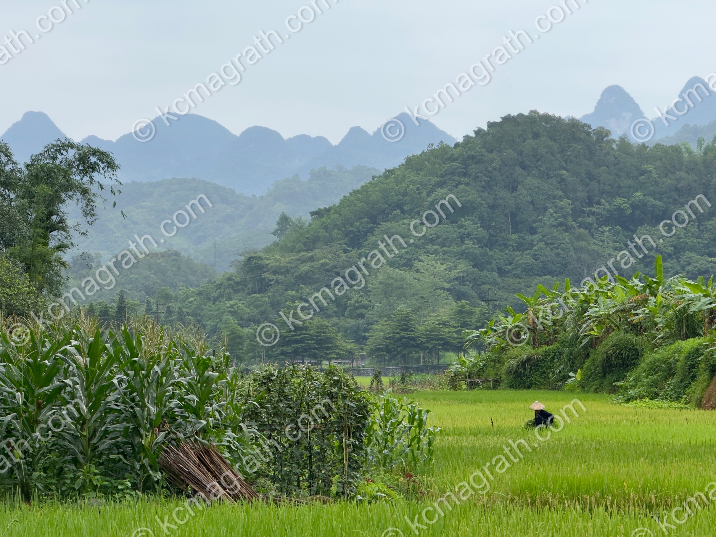 Phuong Do's Rice Paddies with Worker and Mountains 2, Vietnam
