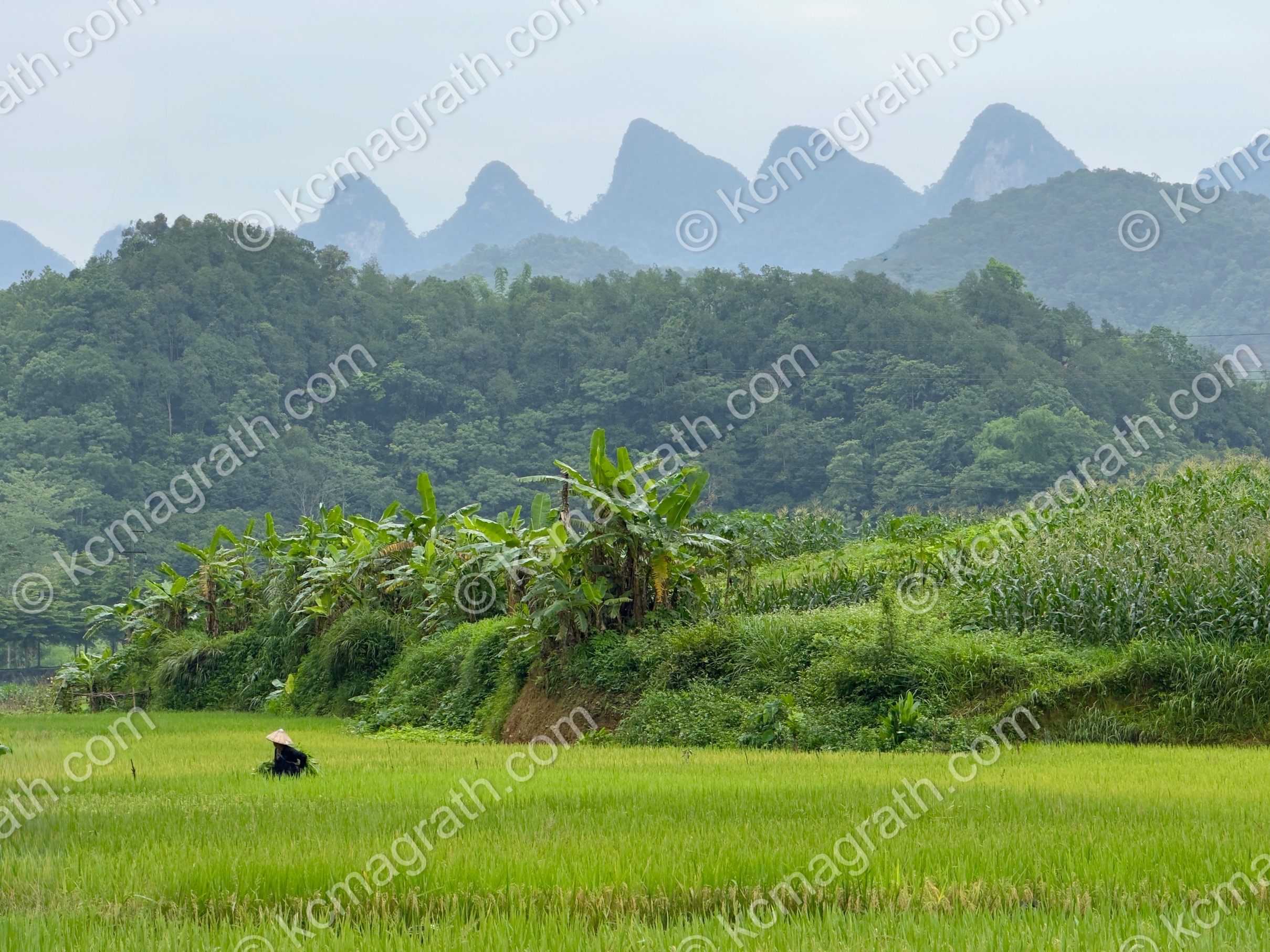 Phuong Do's Rice Paddies with Worker and Mountains 1, Vietnam