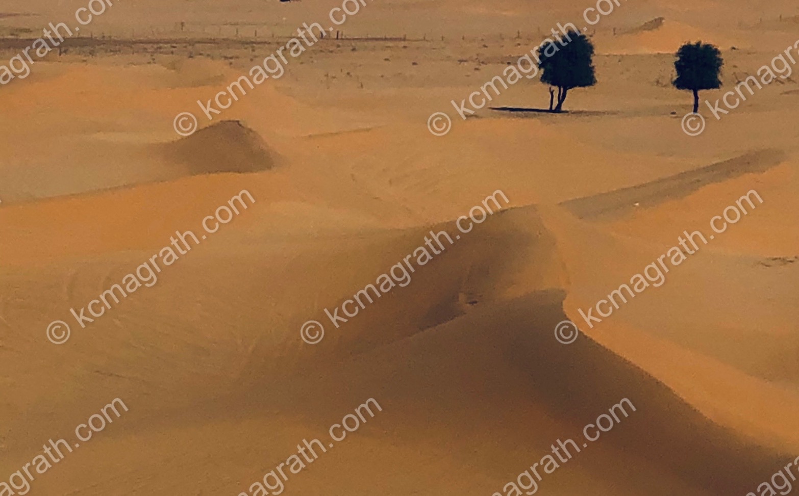 Abu Dhabi's Desert Dunes Landscape 1 With Two Trees, UAE