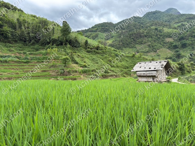Sa Pa's Lien Minh Rice Paddy and Hut 1, Vietnam