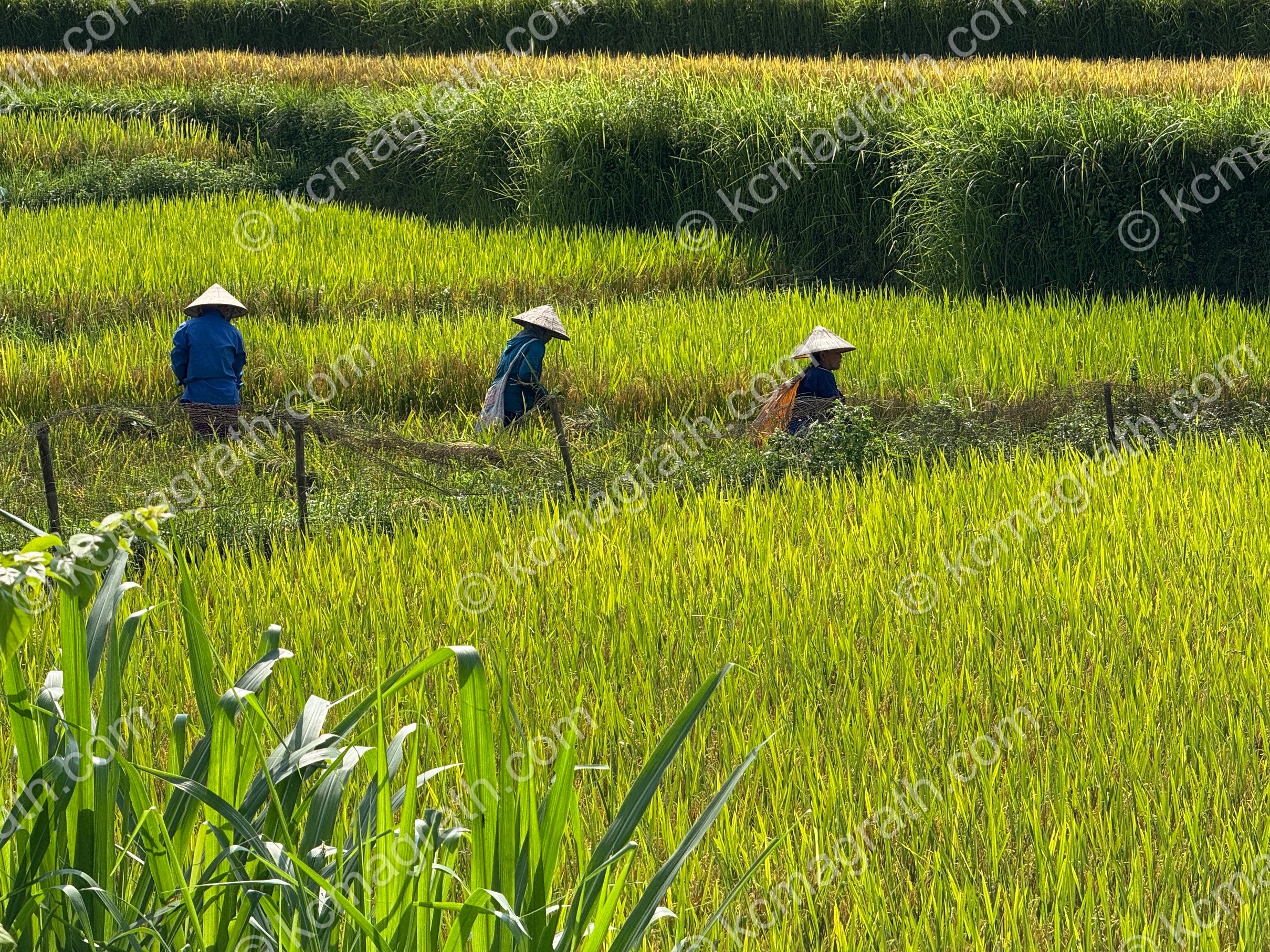 Phuong Do's Rice Paddies with Three Workers, Vietnam
