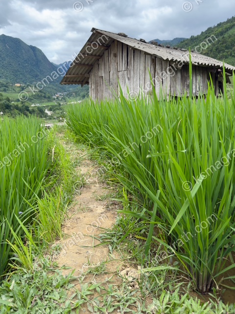Sa Pa's Lien Minh Rice Paddy and Hut 2, Vietnam