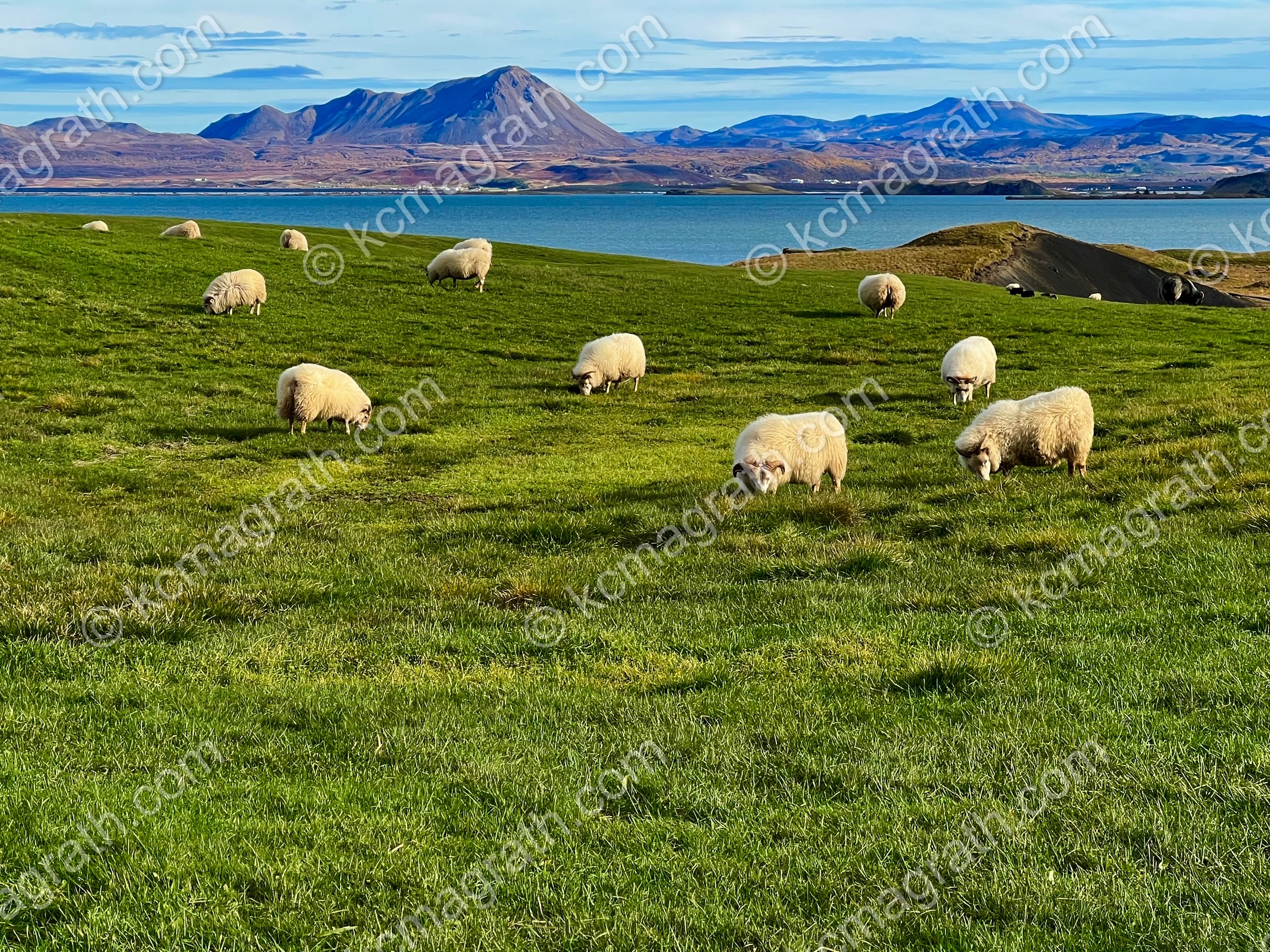 Sheep Grazing at Skutustadagigar, Iceland