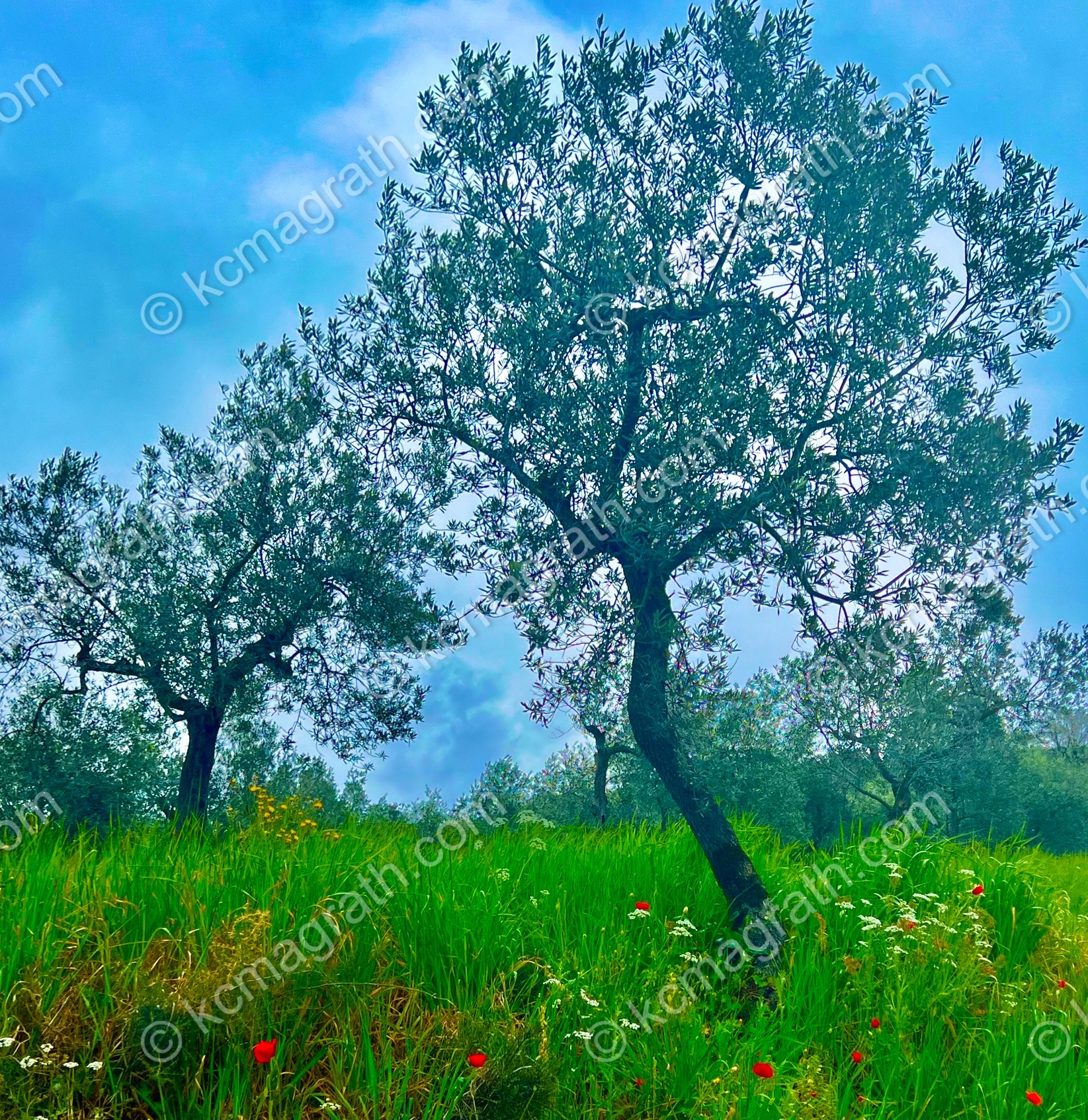 Foligno's La Quercetta Olive Orchard with Wild Flowers, Italy