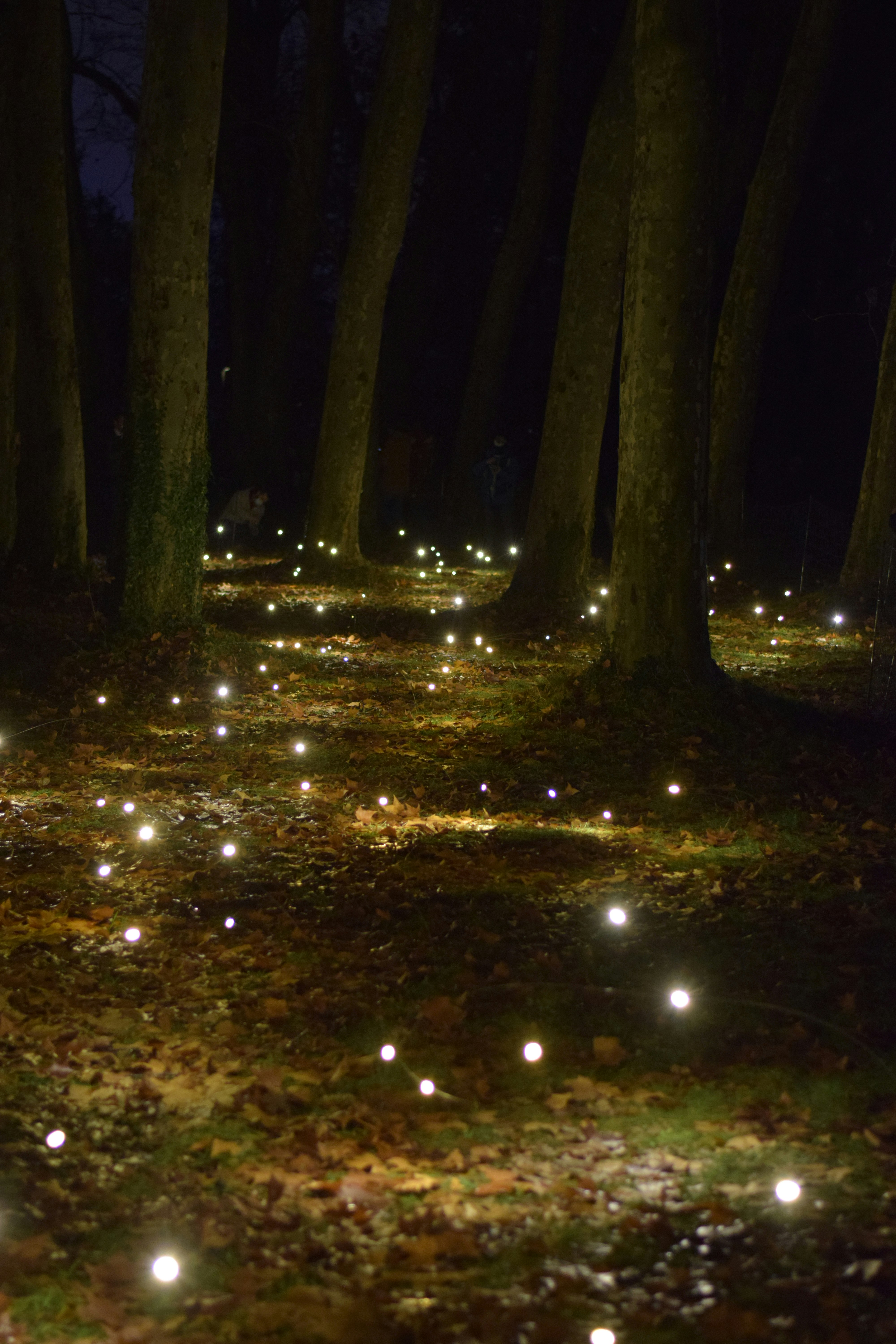 Firefly excursion