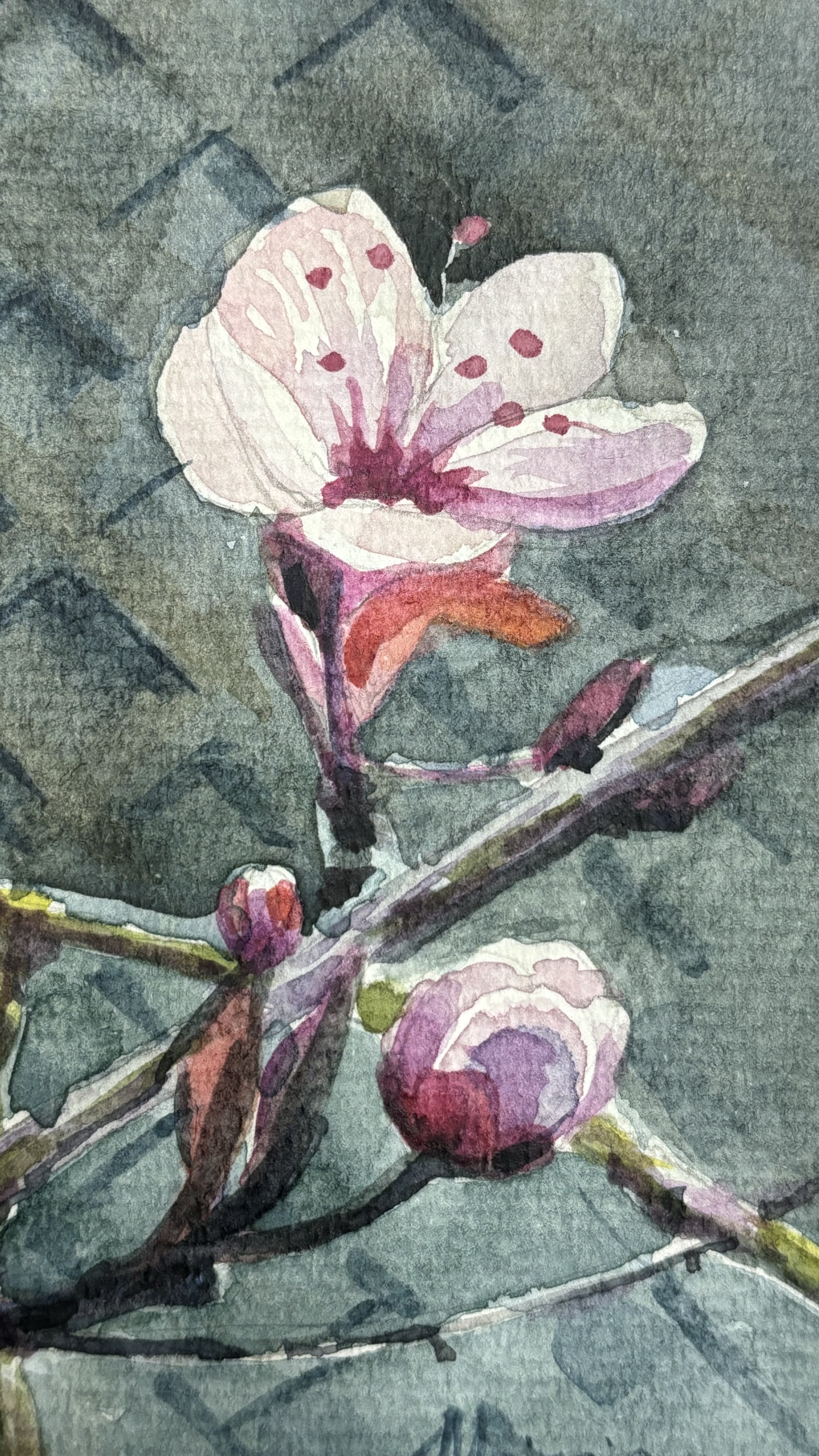 Plum Blossom - A Quiet Ode to Spring