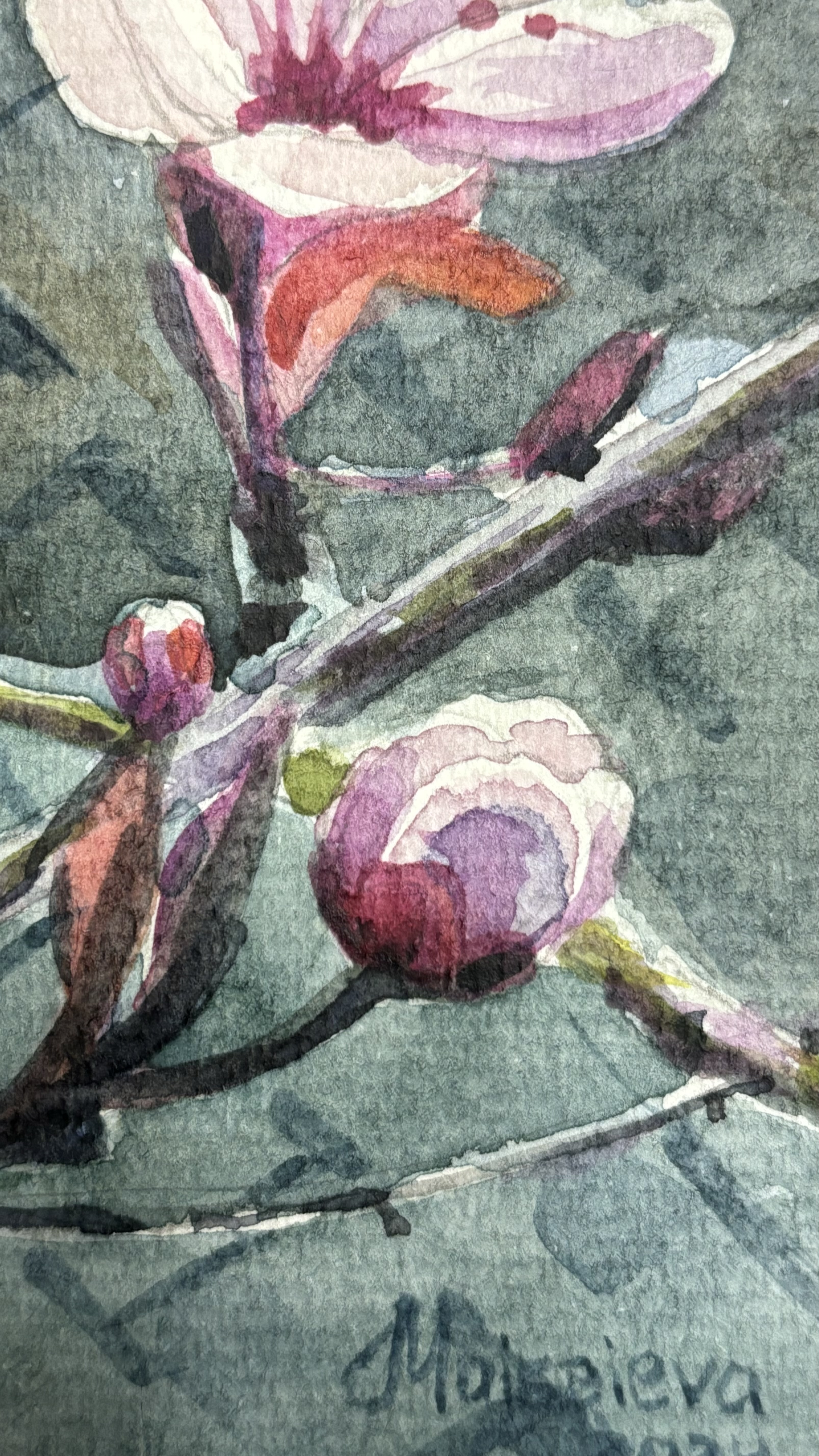 Plum Blossom - A Quiet Ode to Spring