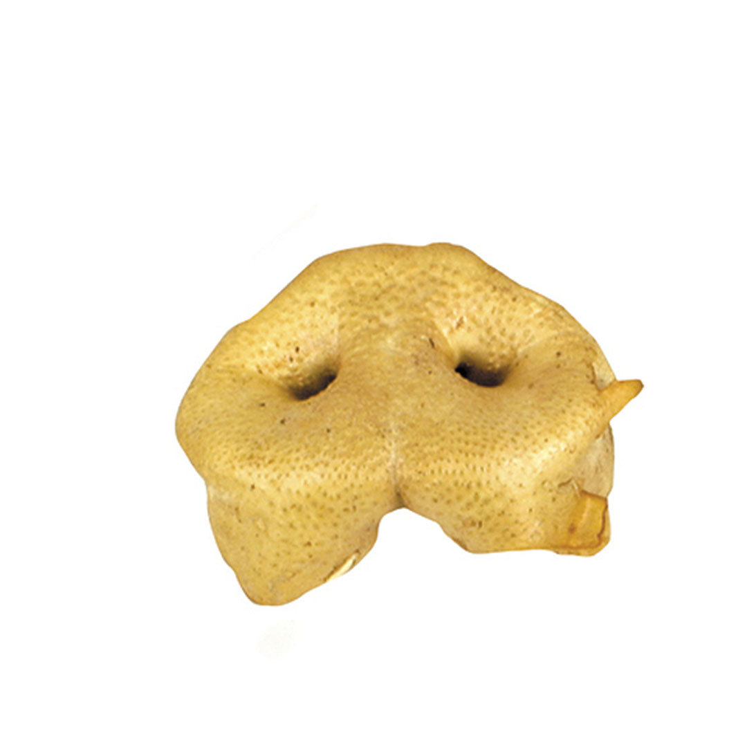 Groin cochon soufflé (x1)