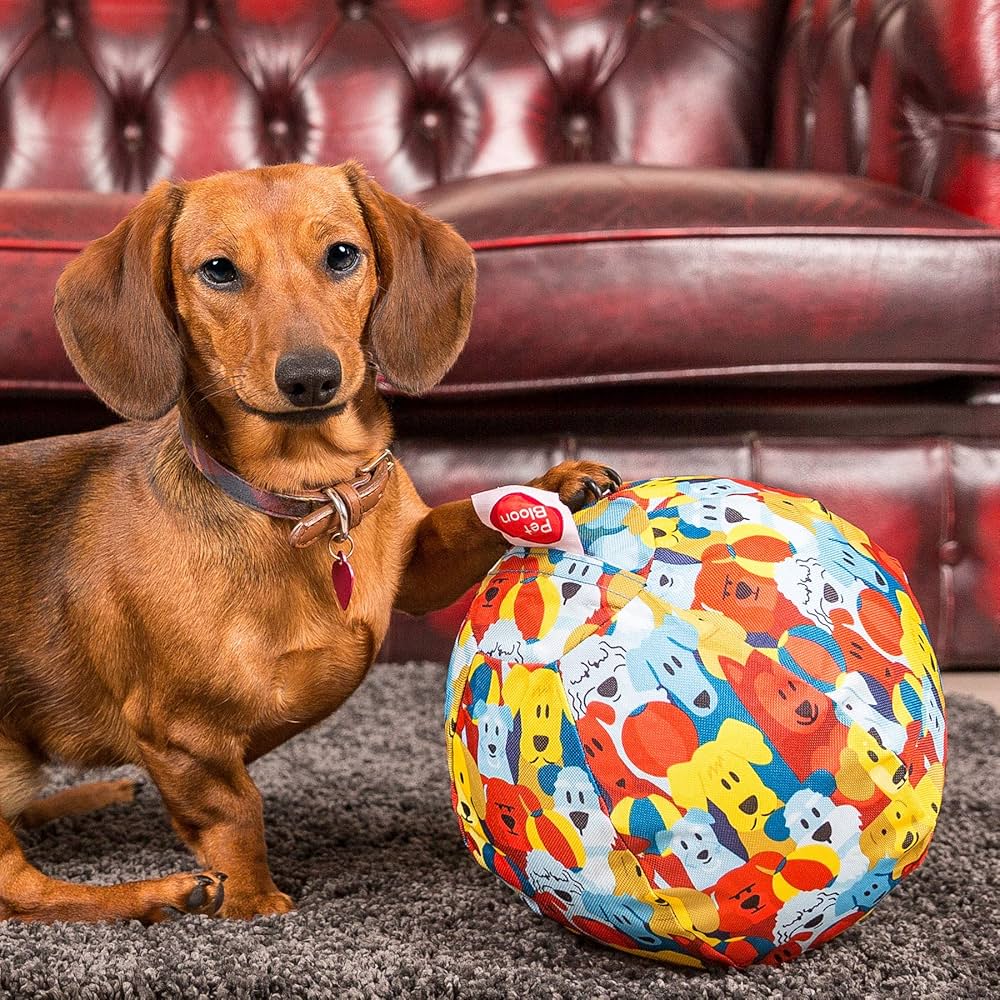 Balle colorée pour chien