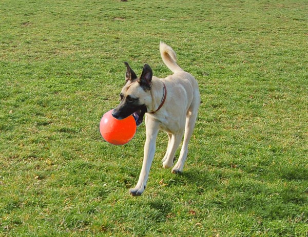 Jolly Ball Bounce-n Play 15cm Orange