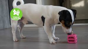 Protostar DOG COMETS