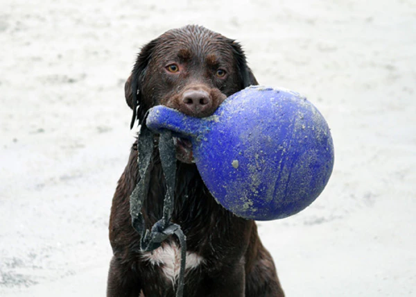Jolly Ball Tug-N-Toss