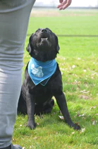 Bandana rafraîchissant CoolPets 