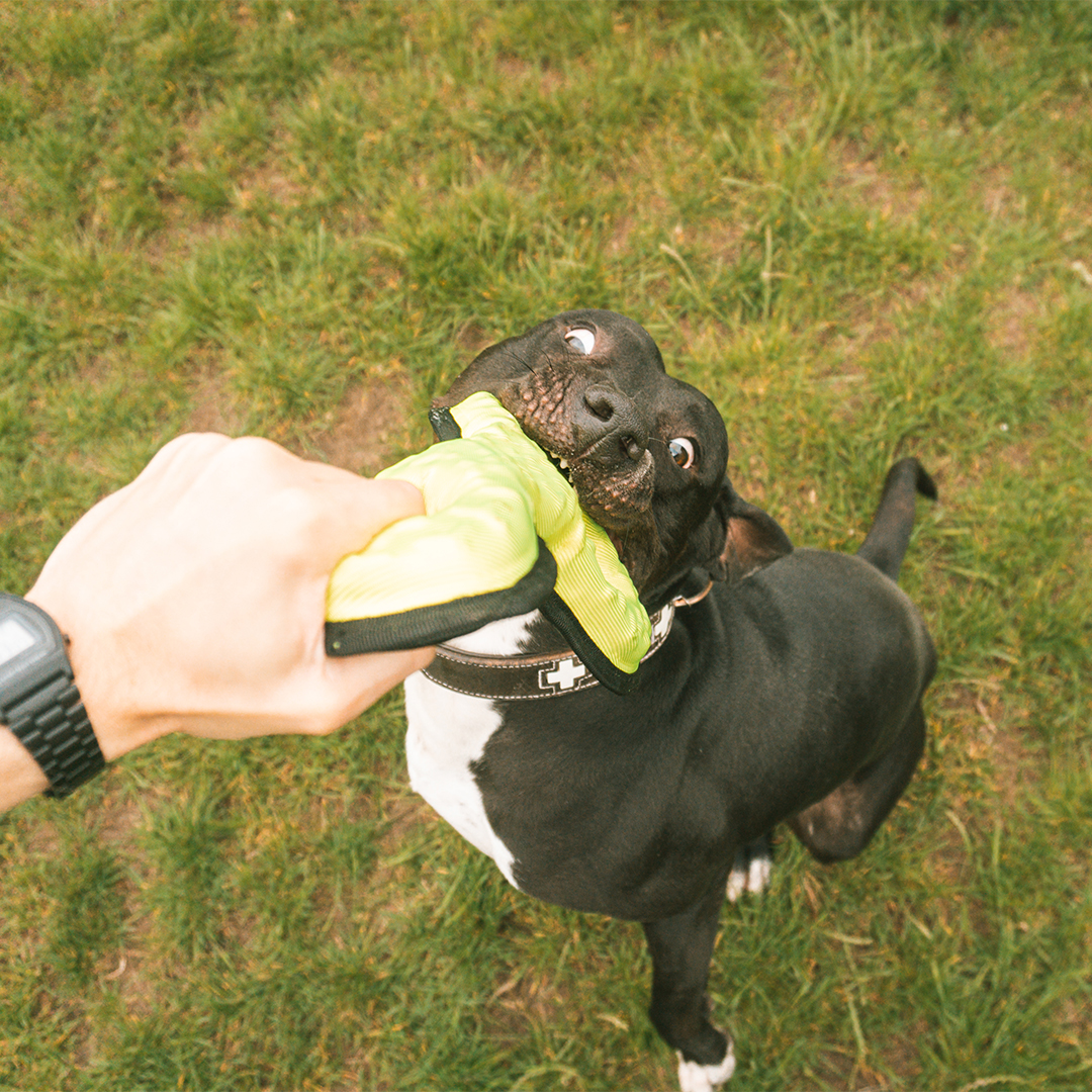 Tug-o-war tressé BITE ME