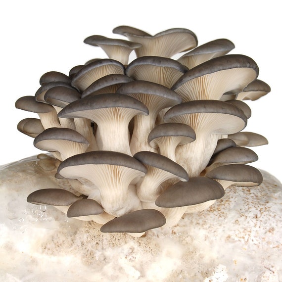 Grey Oyster Mushroom Growing Kit