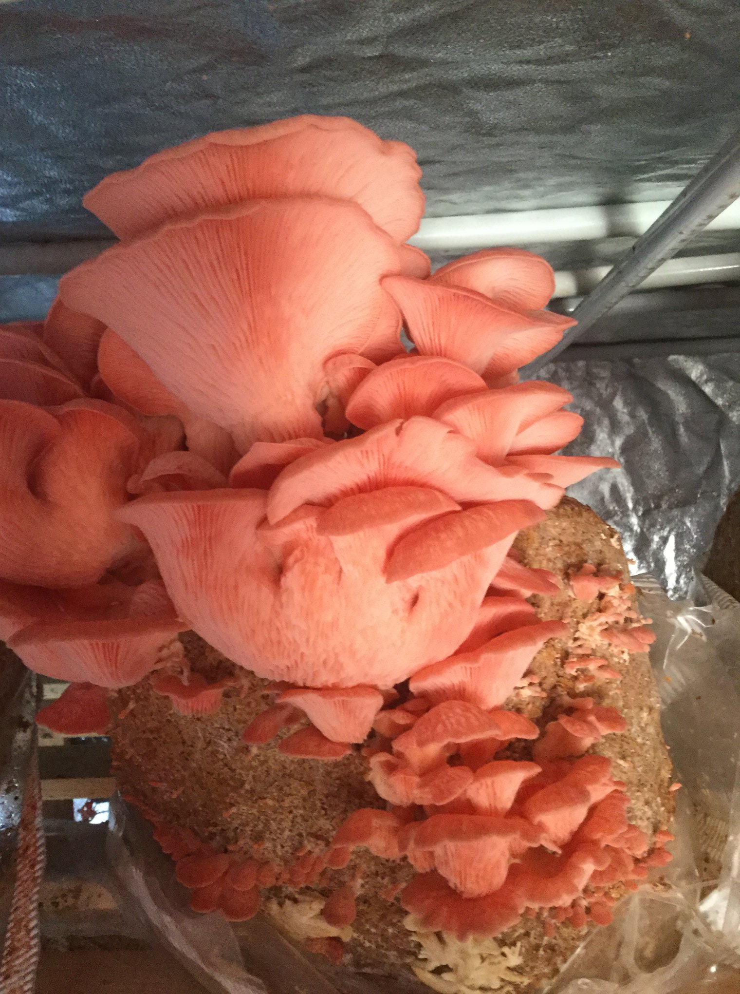 Pink Oyster Mushroom Growing Kit