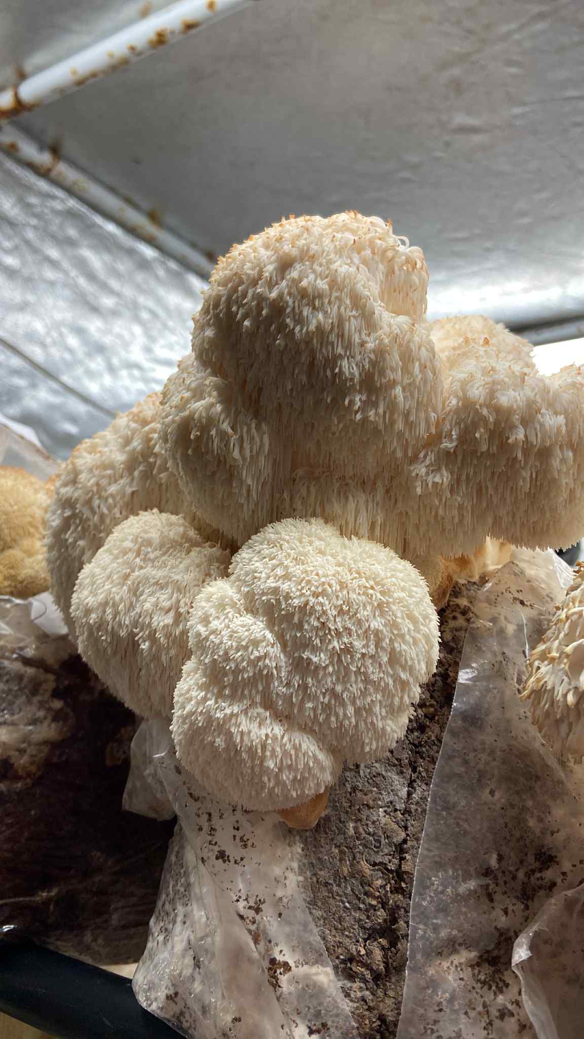Lion's Mane Mushroom Growing Kit