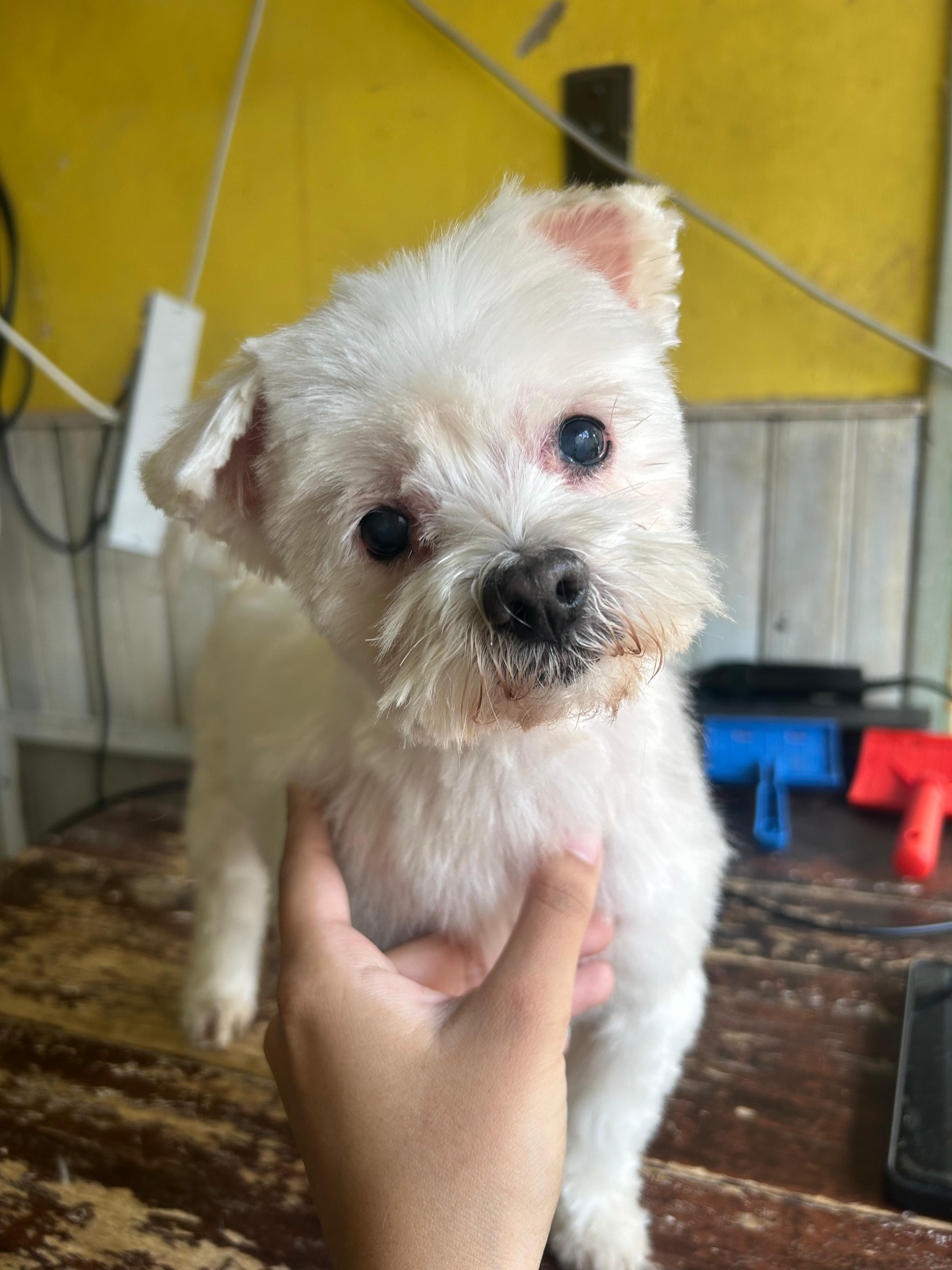 Baño completo y corte tamaño chico