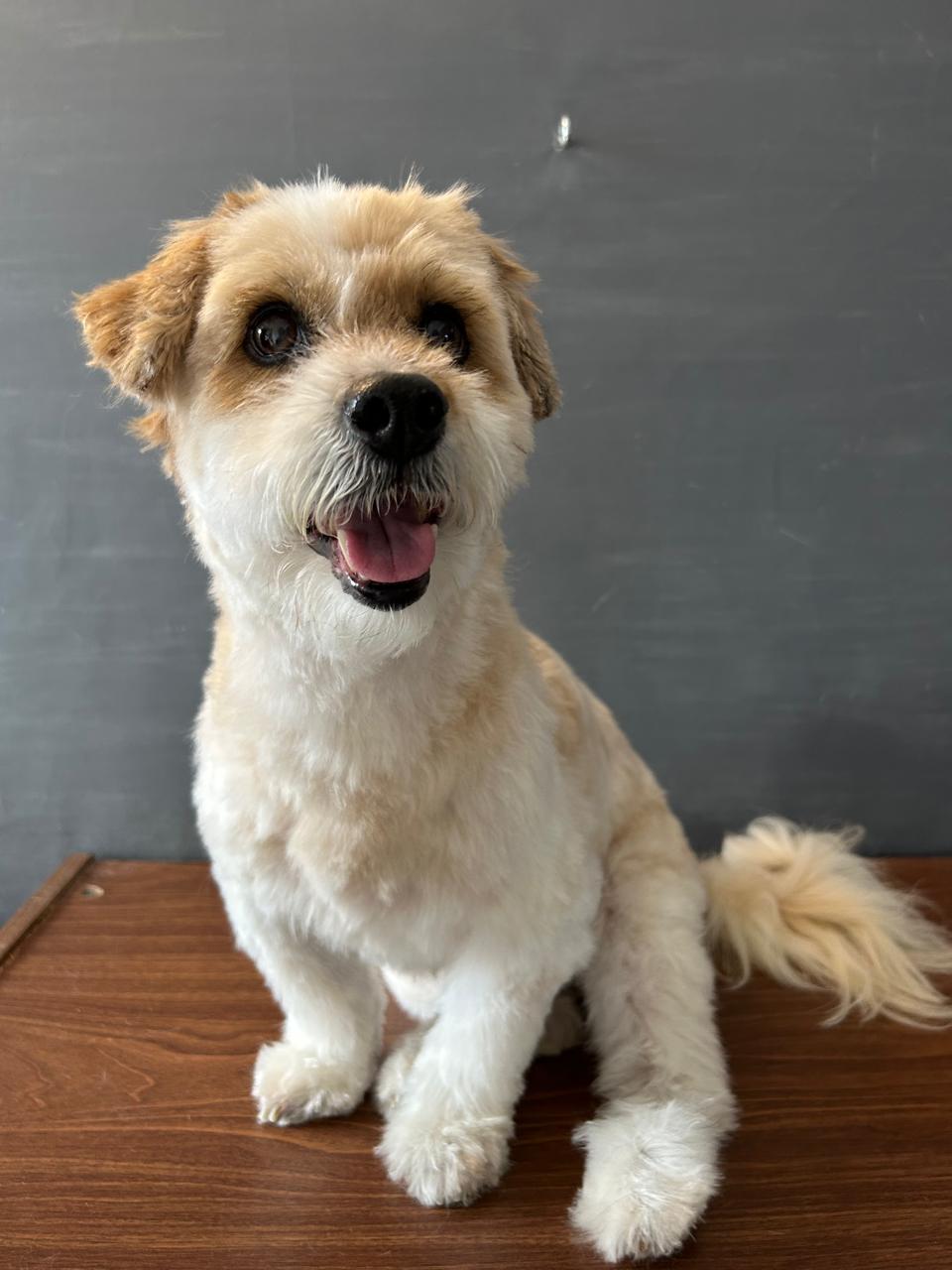 Baño completo y corte tamaño mediano